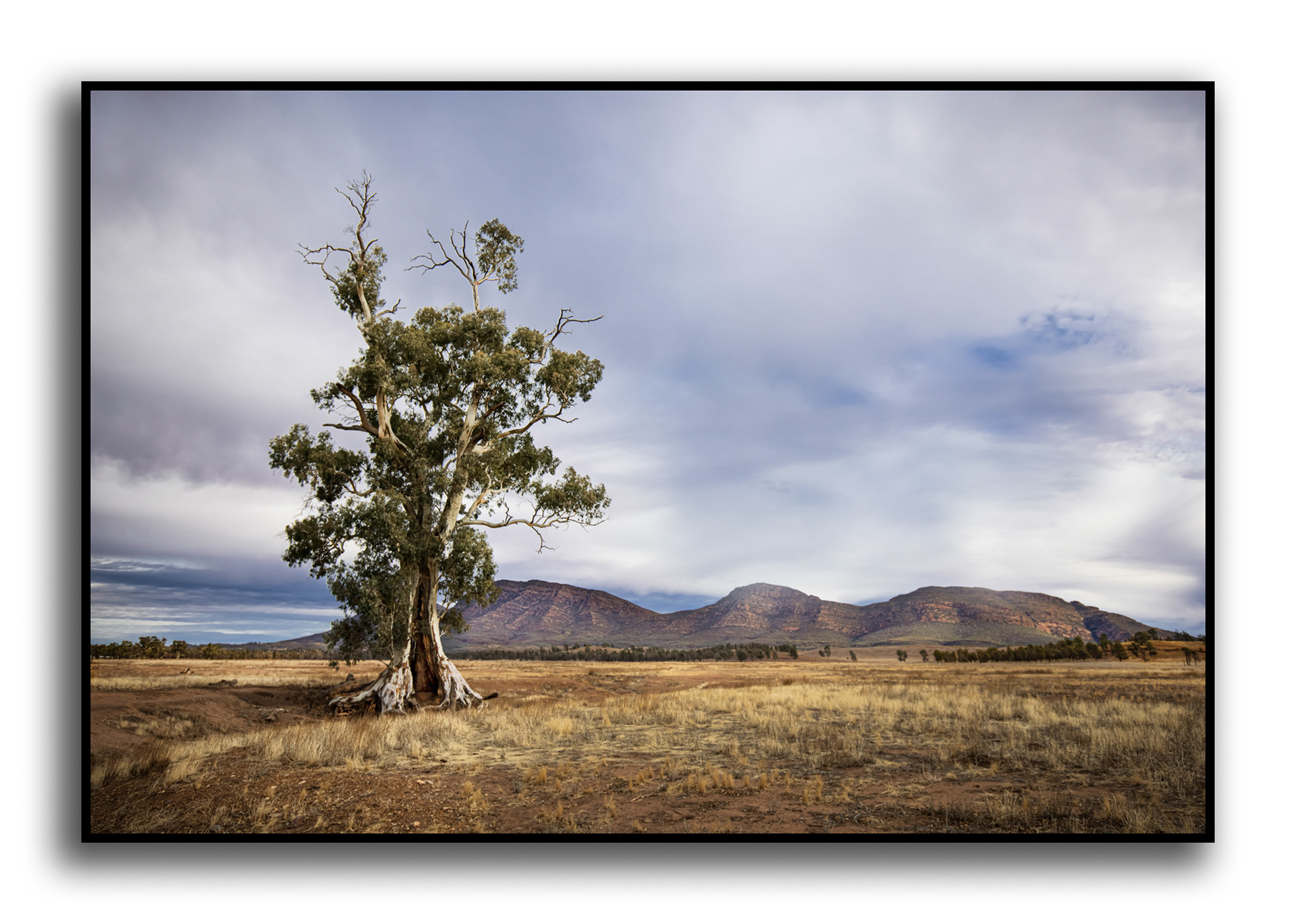 Cazneaux Tree, Flinders Ranges