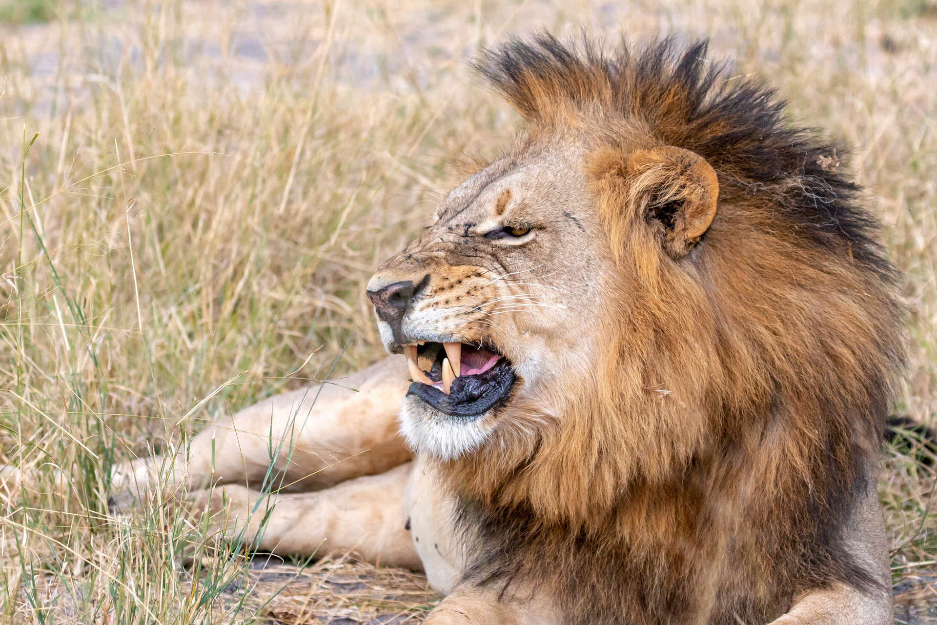 Lion