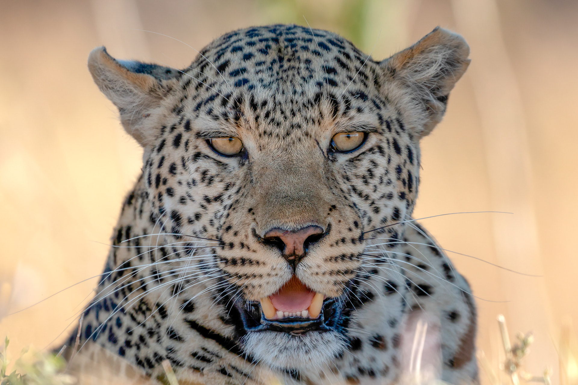 Leopard