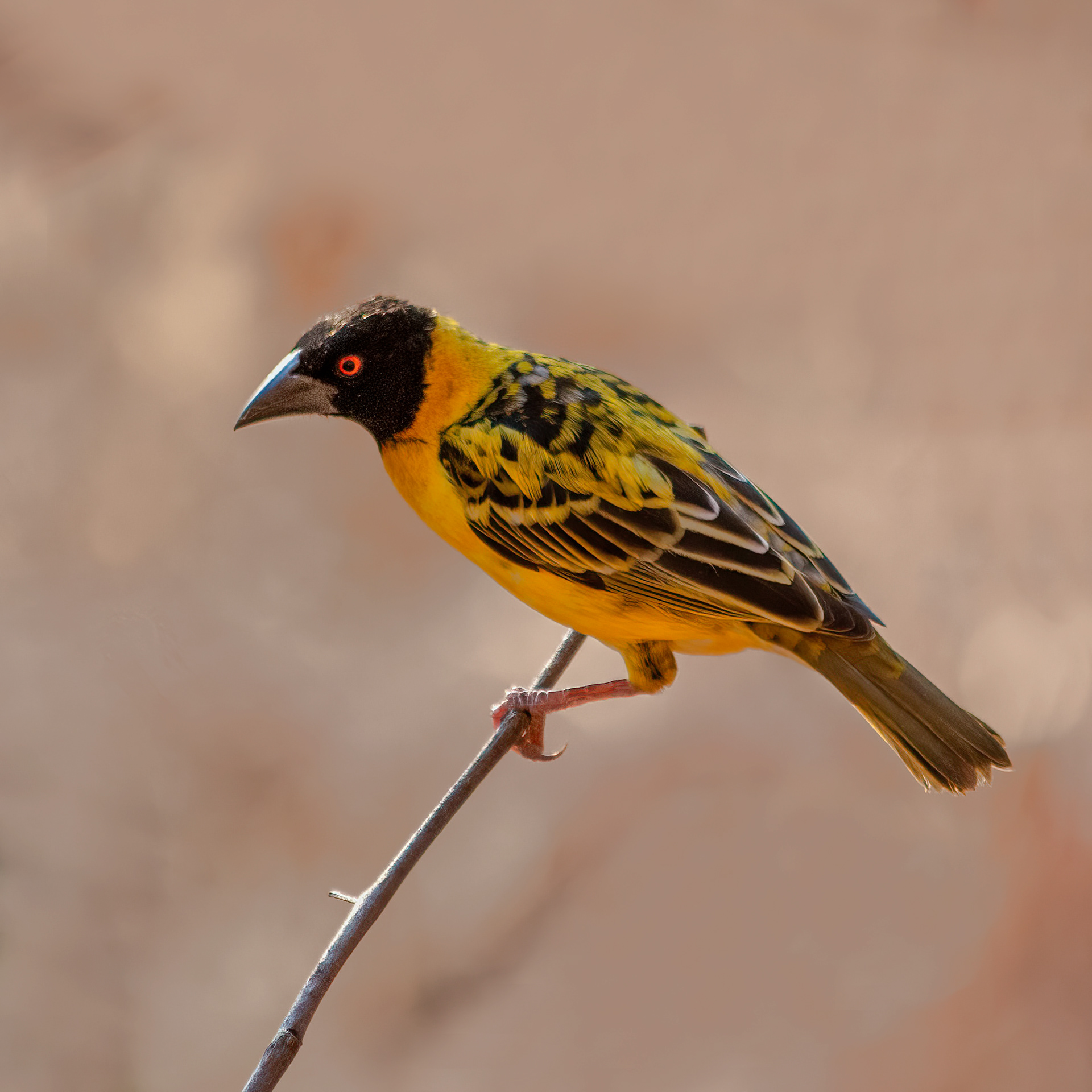 Village Weaver 