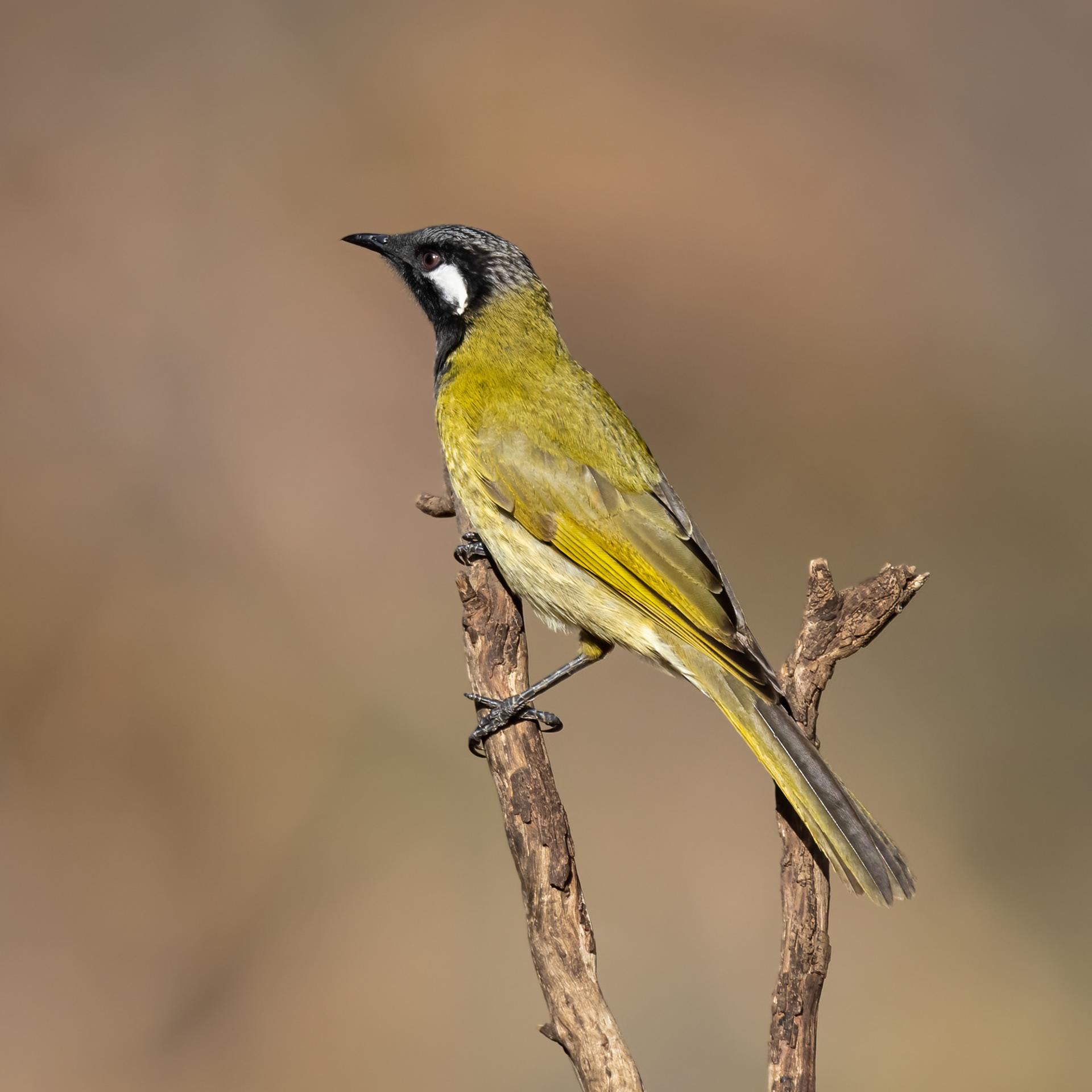 White-eared Honeyeater