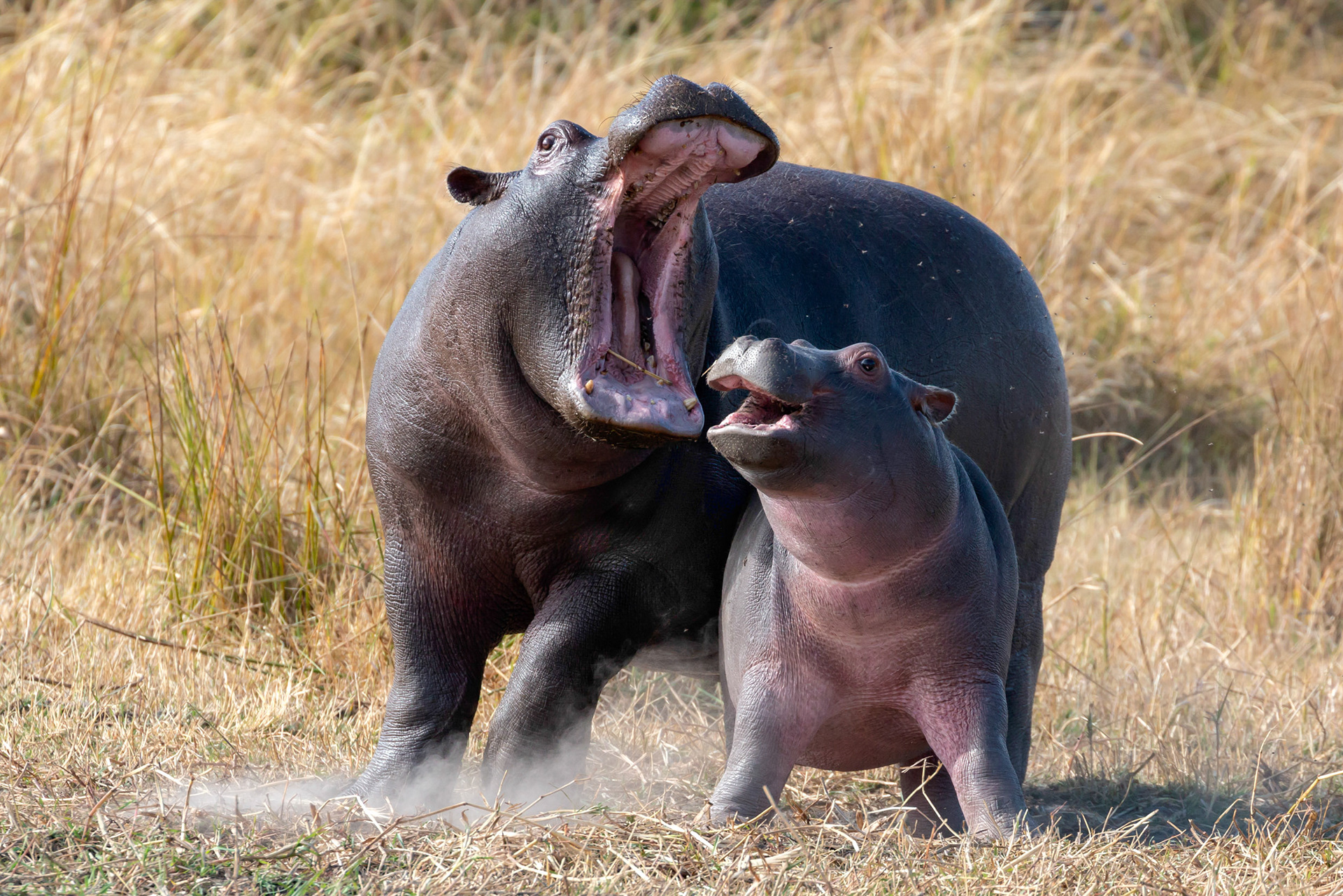 Hippo family feud