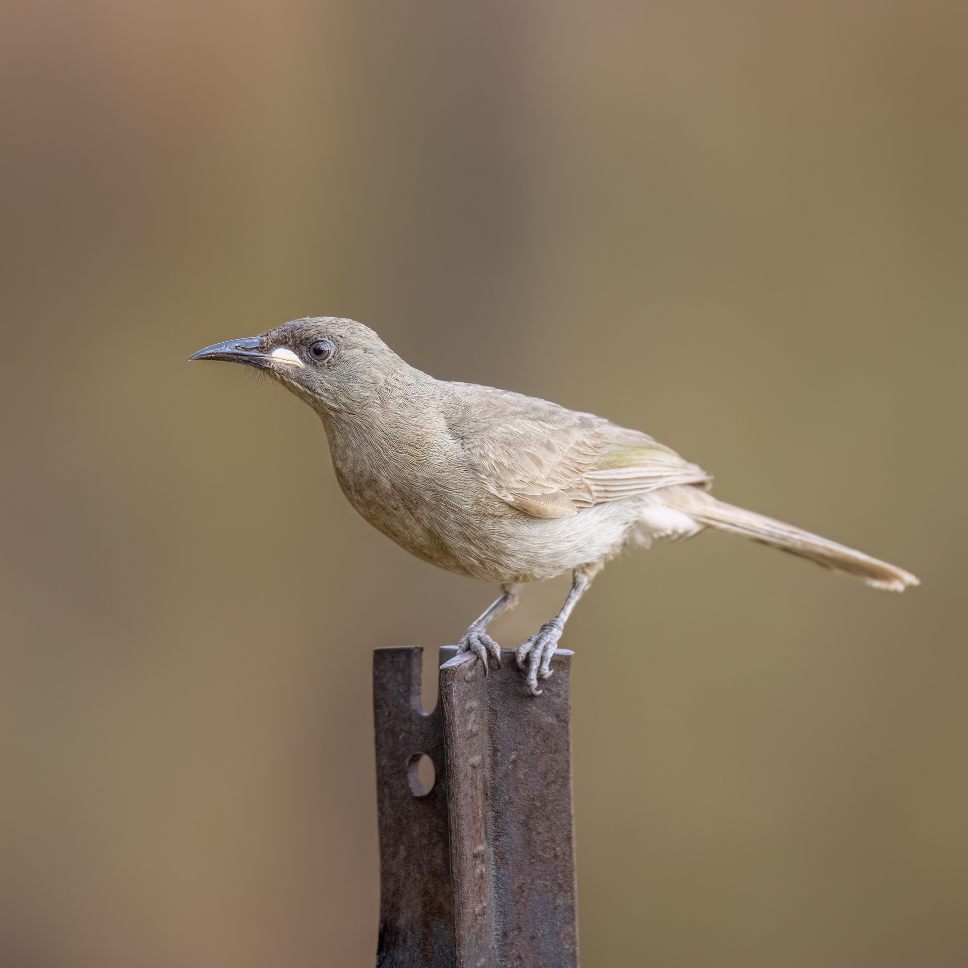 White-gaped Honeyeater