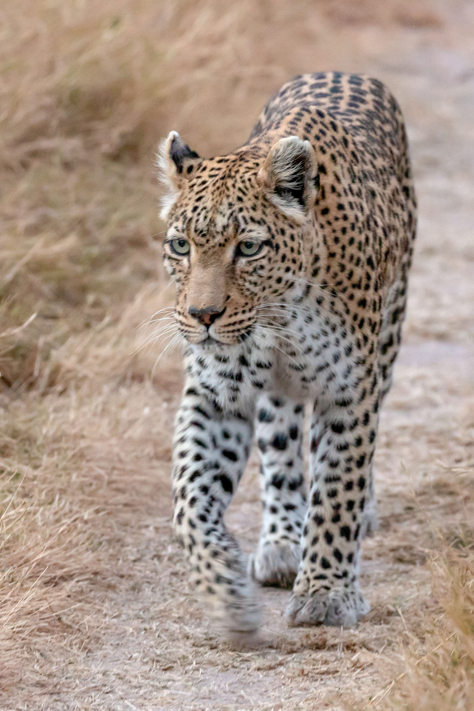 Leopard