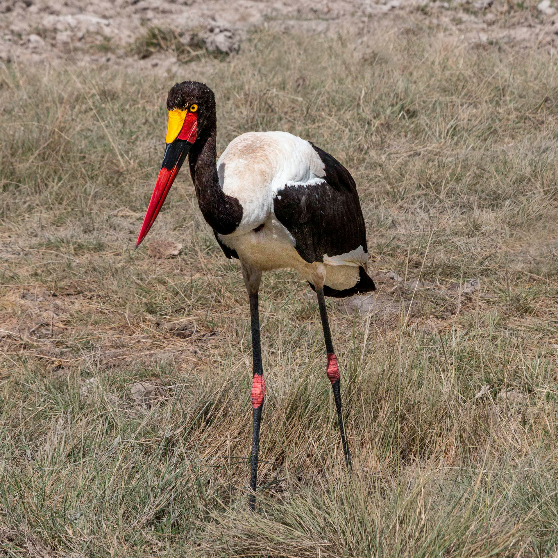 Saddle-billed Stork