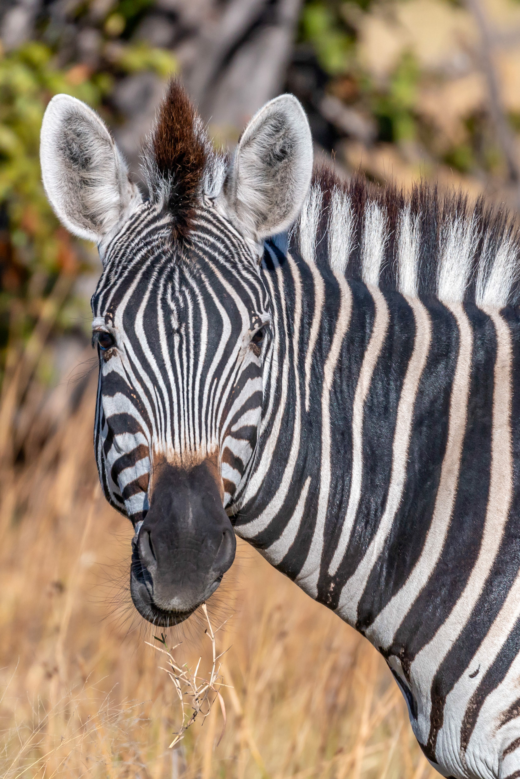 Zebra