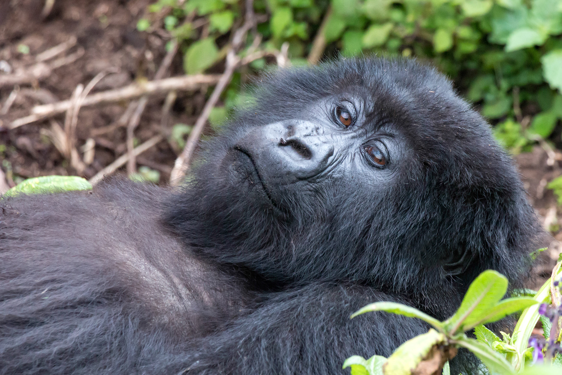 Silverback Mountain Gorilla