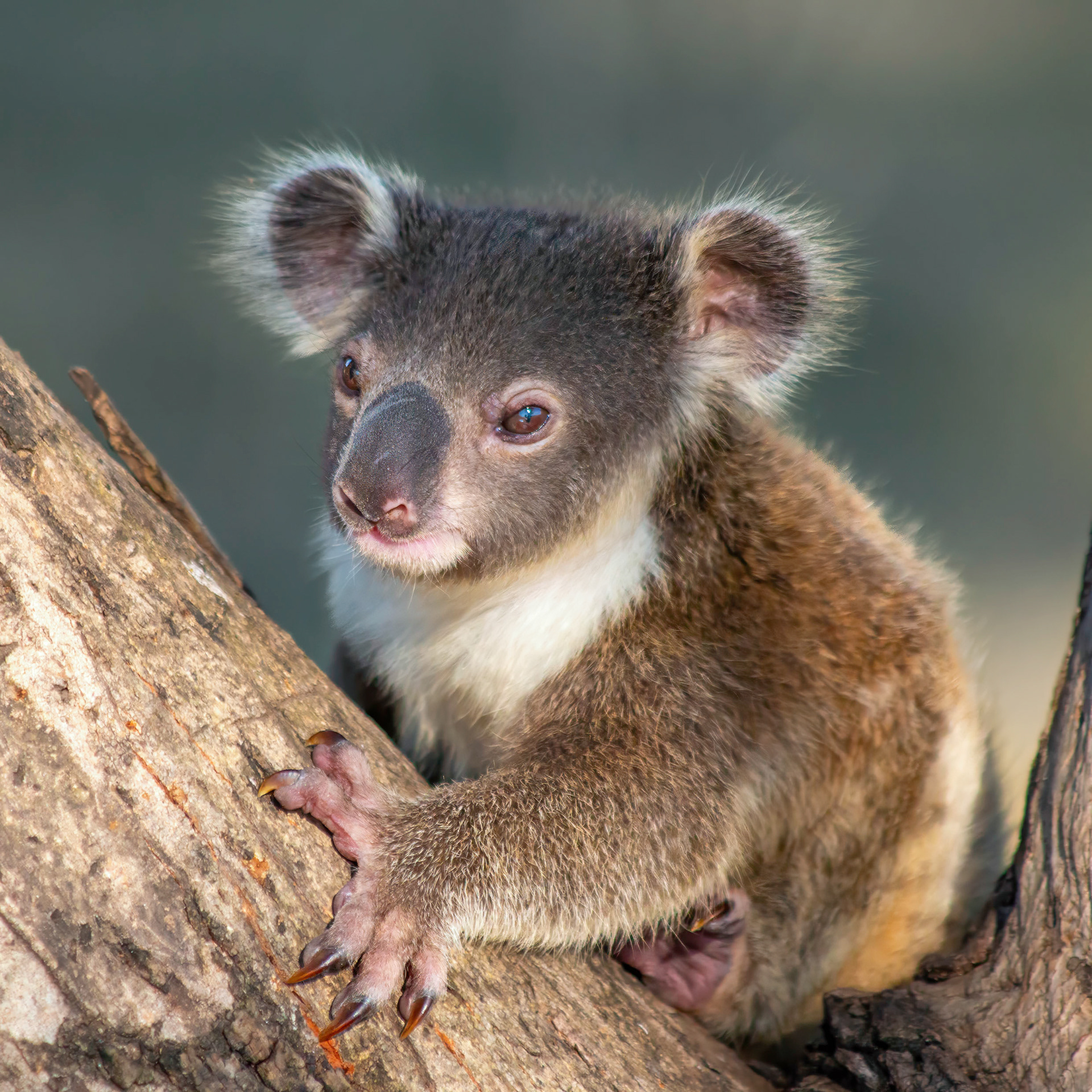 Koala