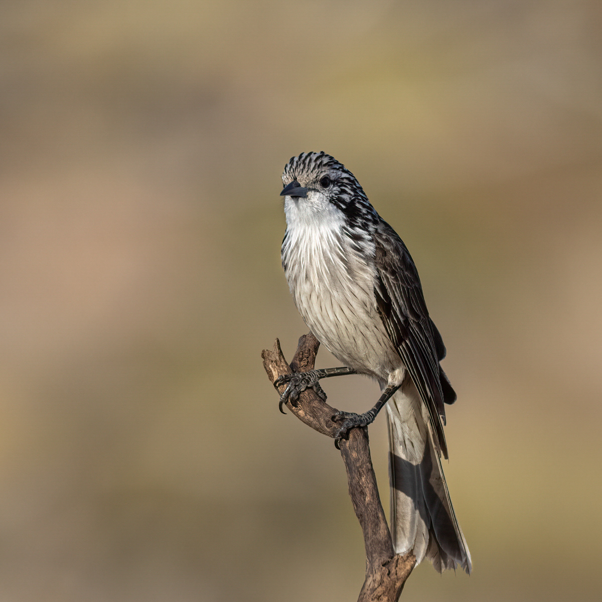 Striped Honeyeater