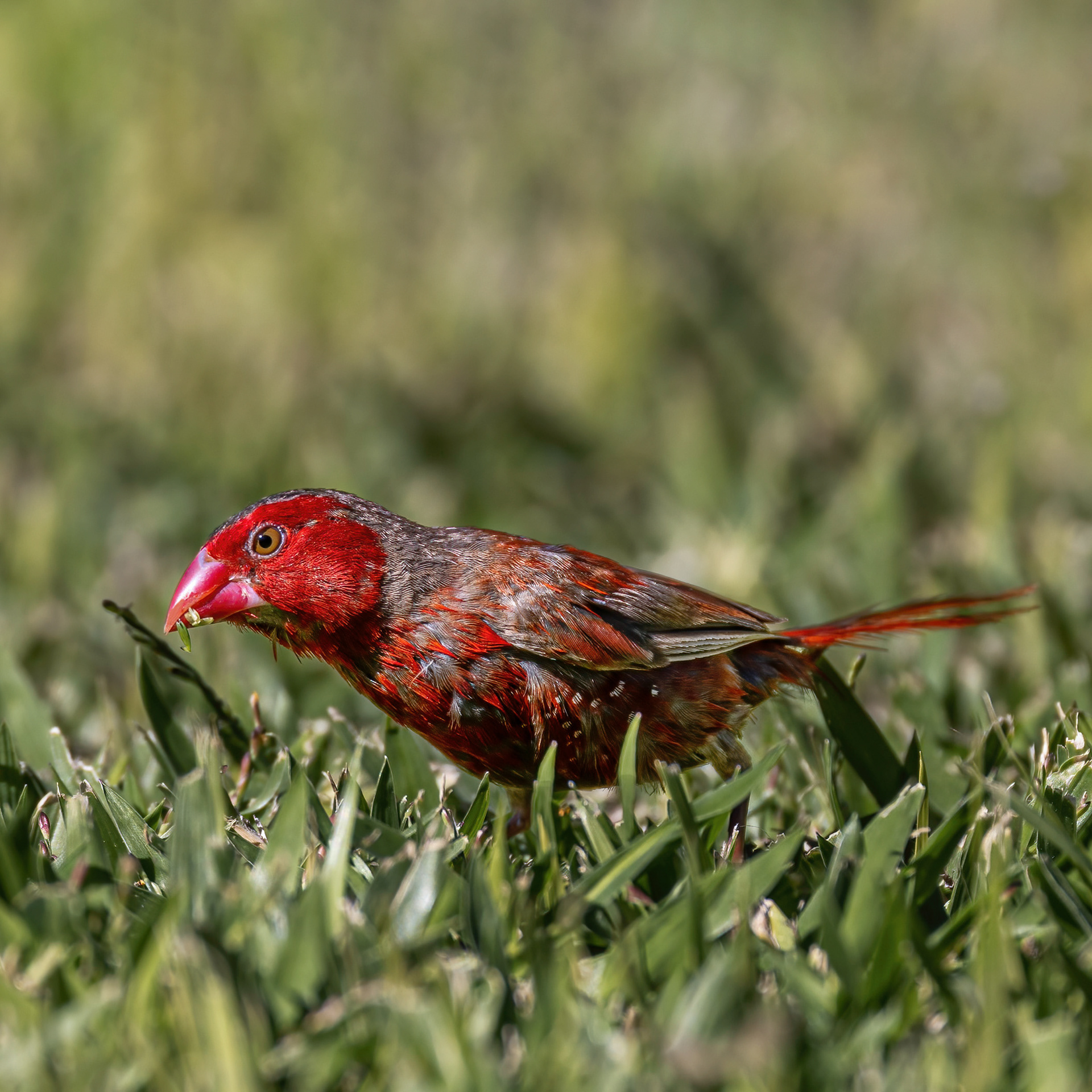 Crimson Finch