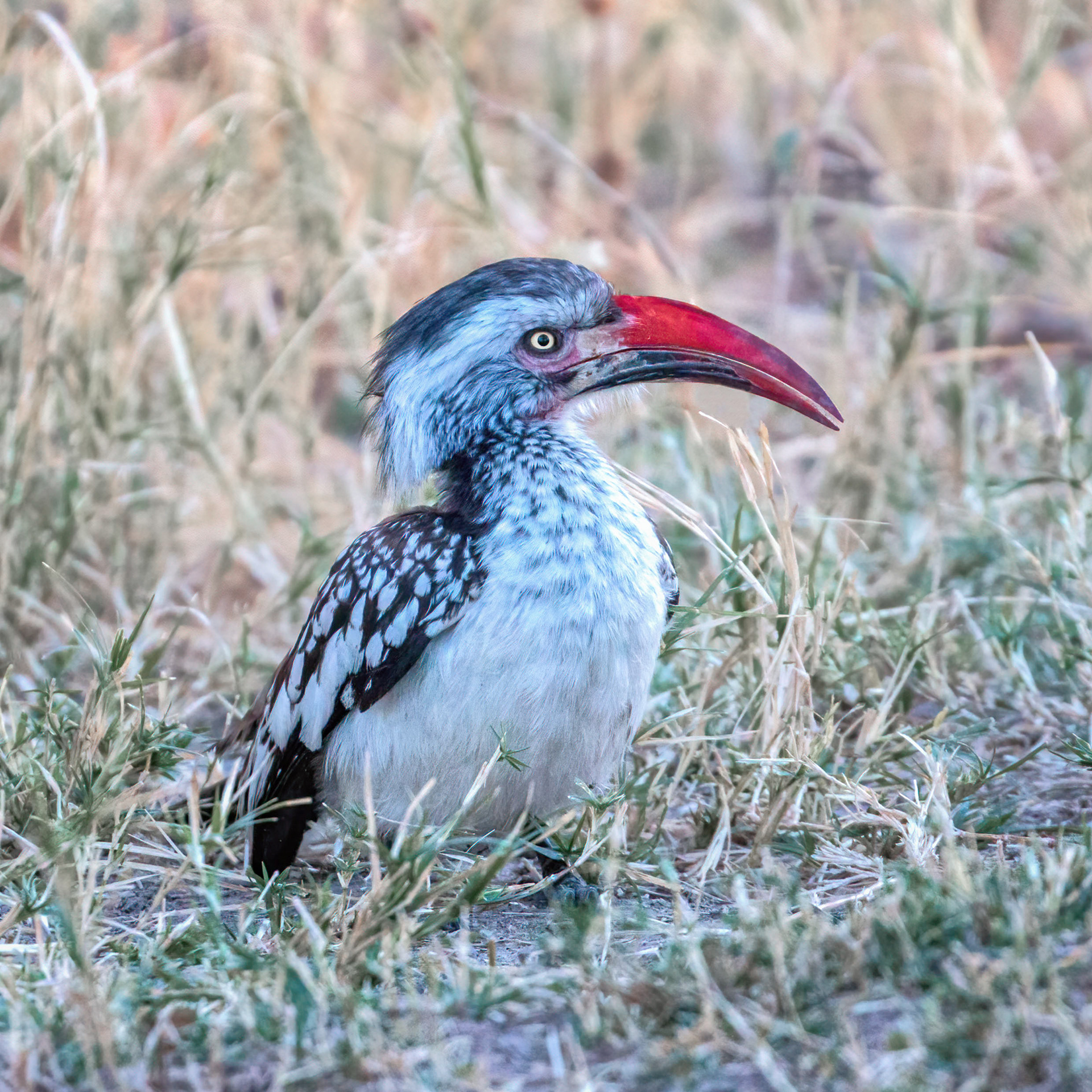 Southern Red-billed Hornbill 