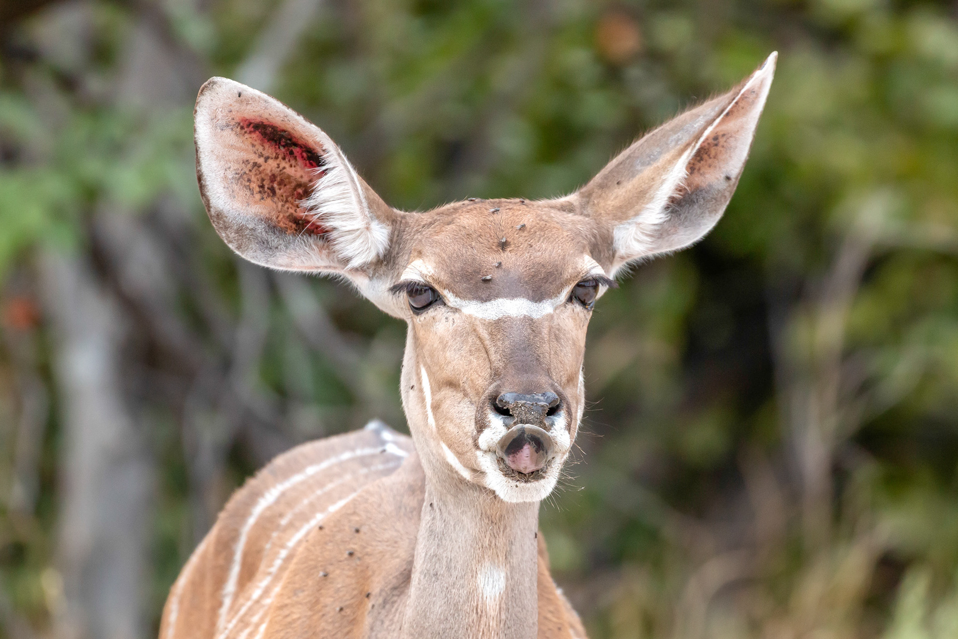 Greater Kudu licking mineral salts