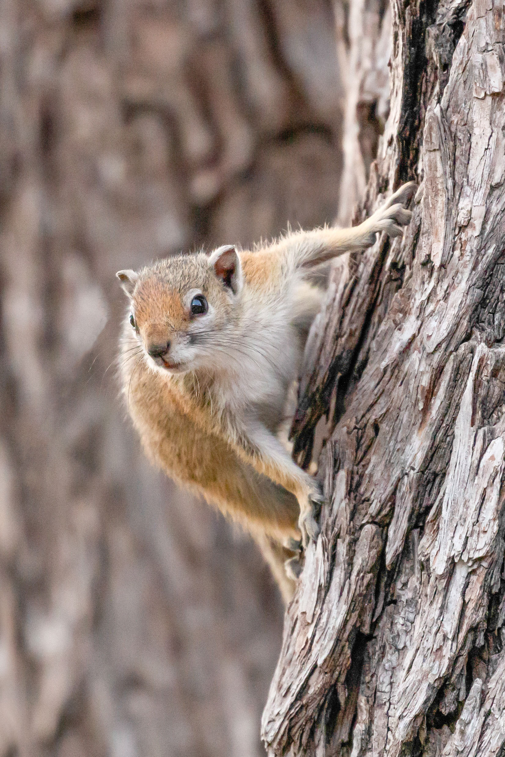 Tree Squirrel