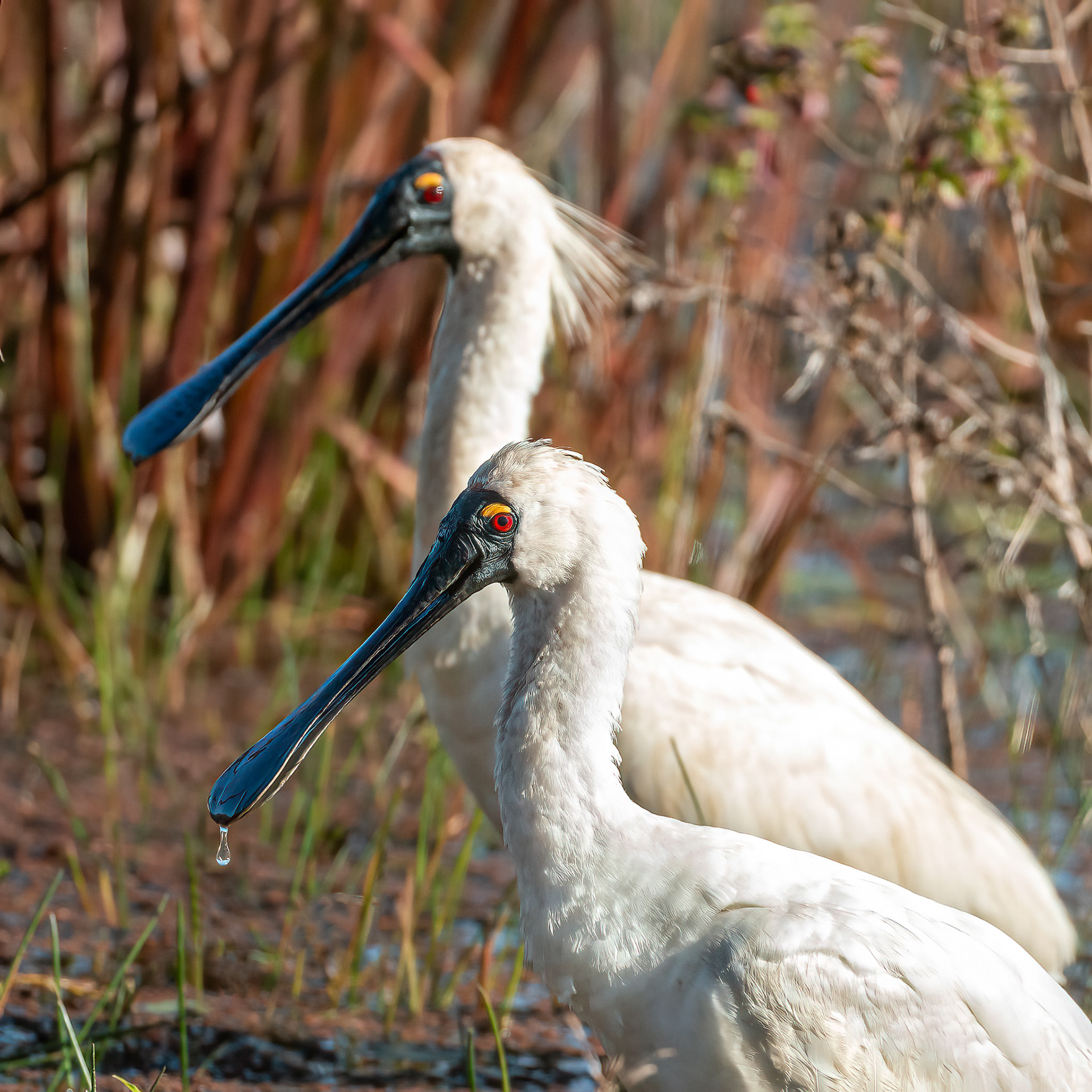Royal Spoonbill
