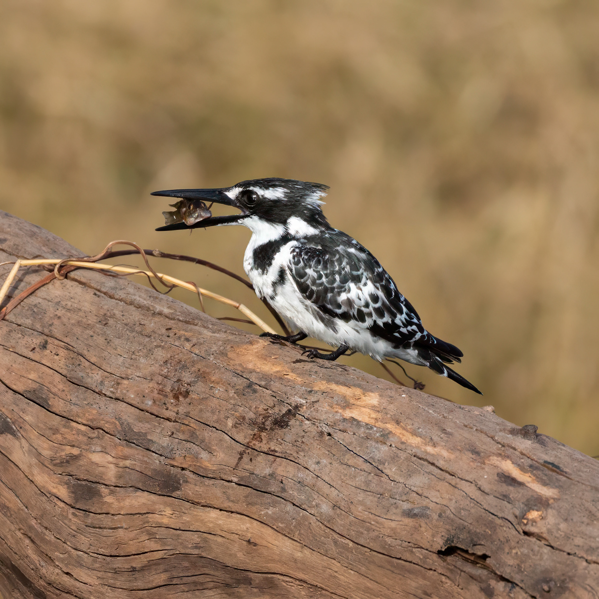 Pied Kingfisher