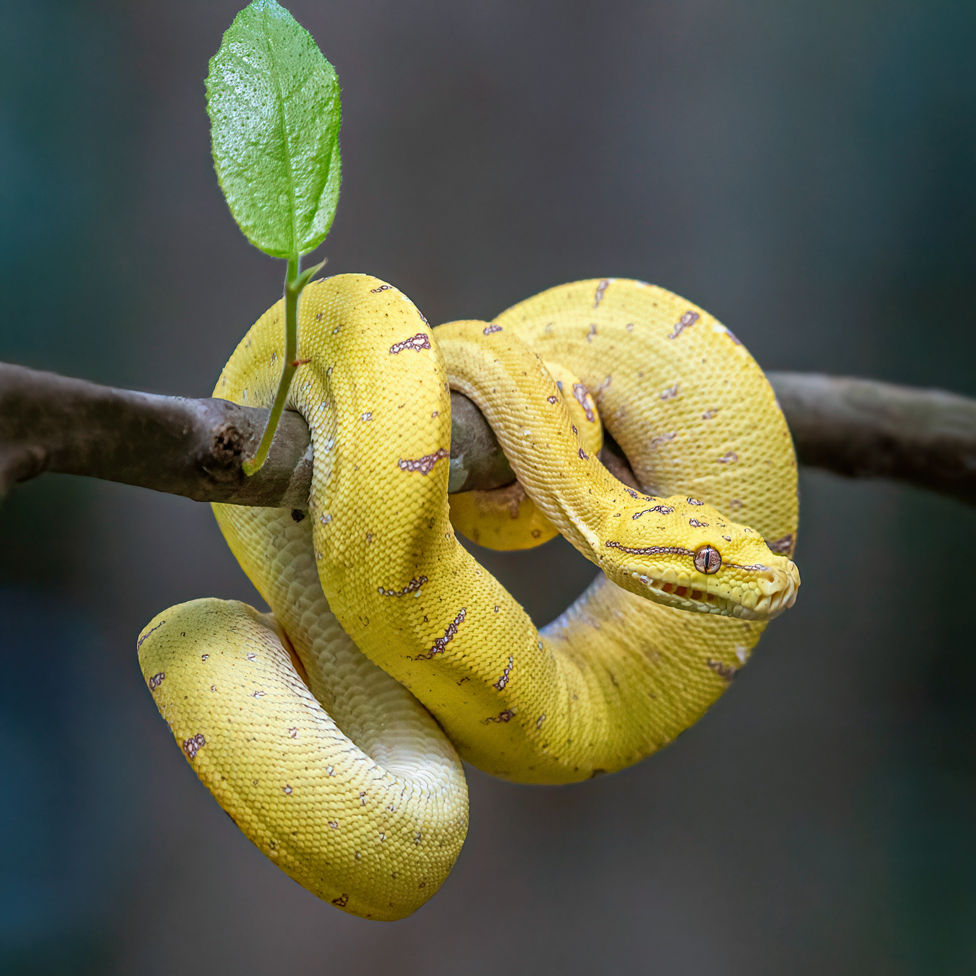 Green Tree Python, Juv.