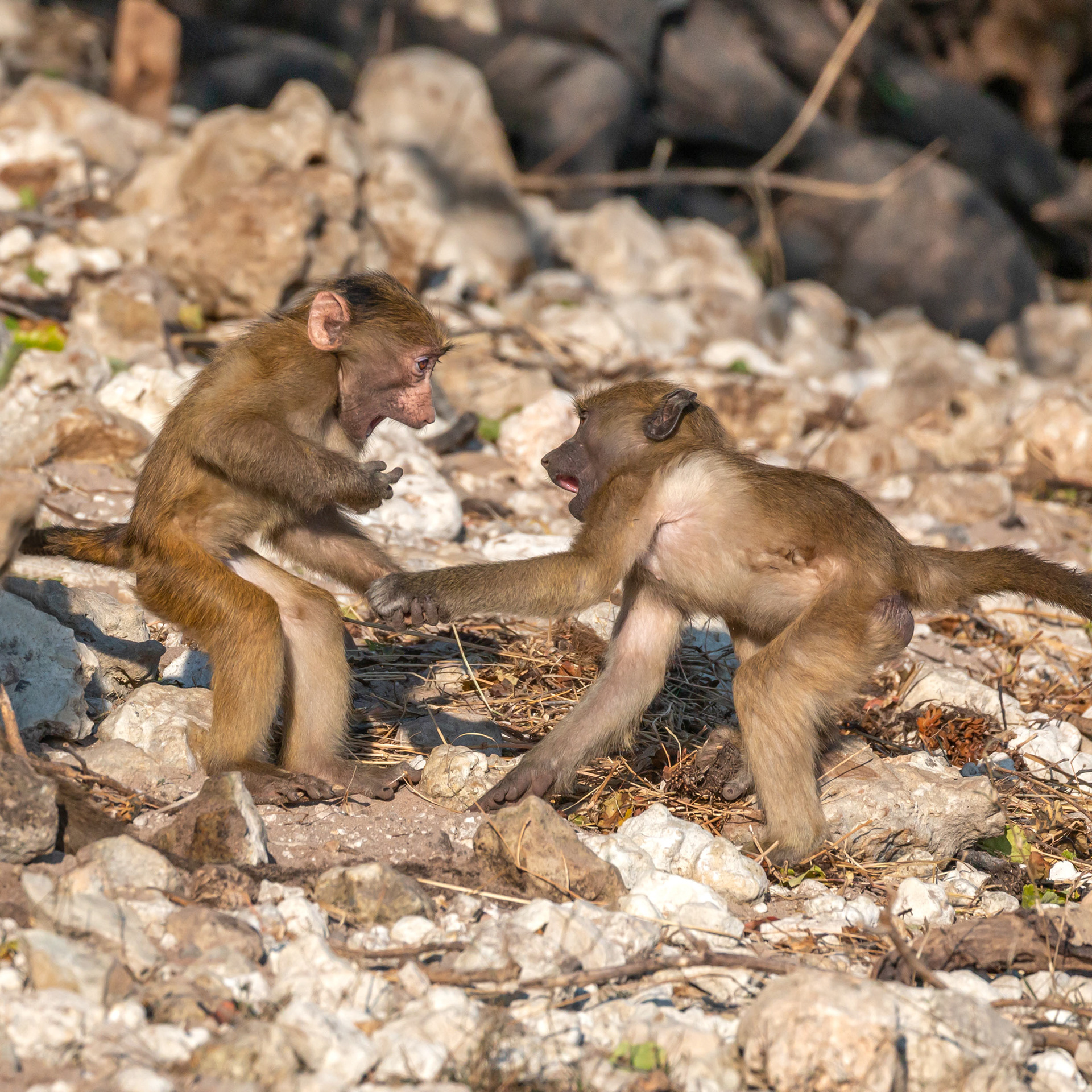 Chacma Baboons