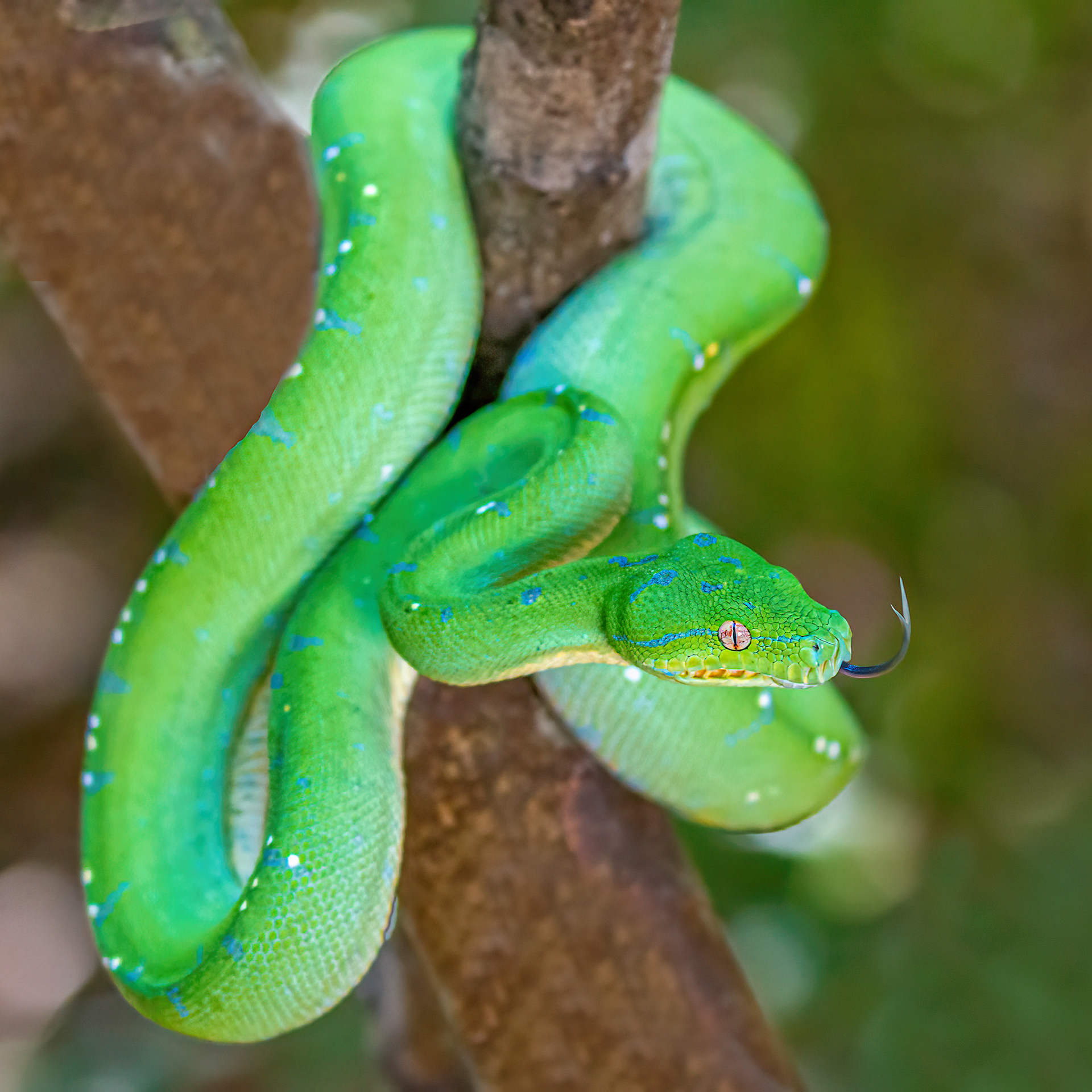 Green Tree Python