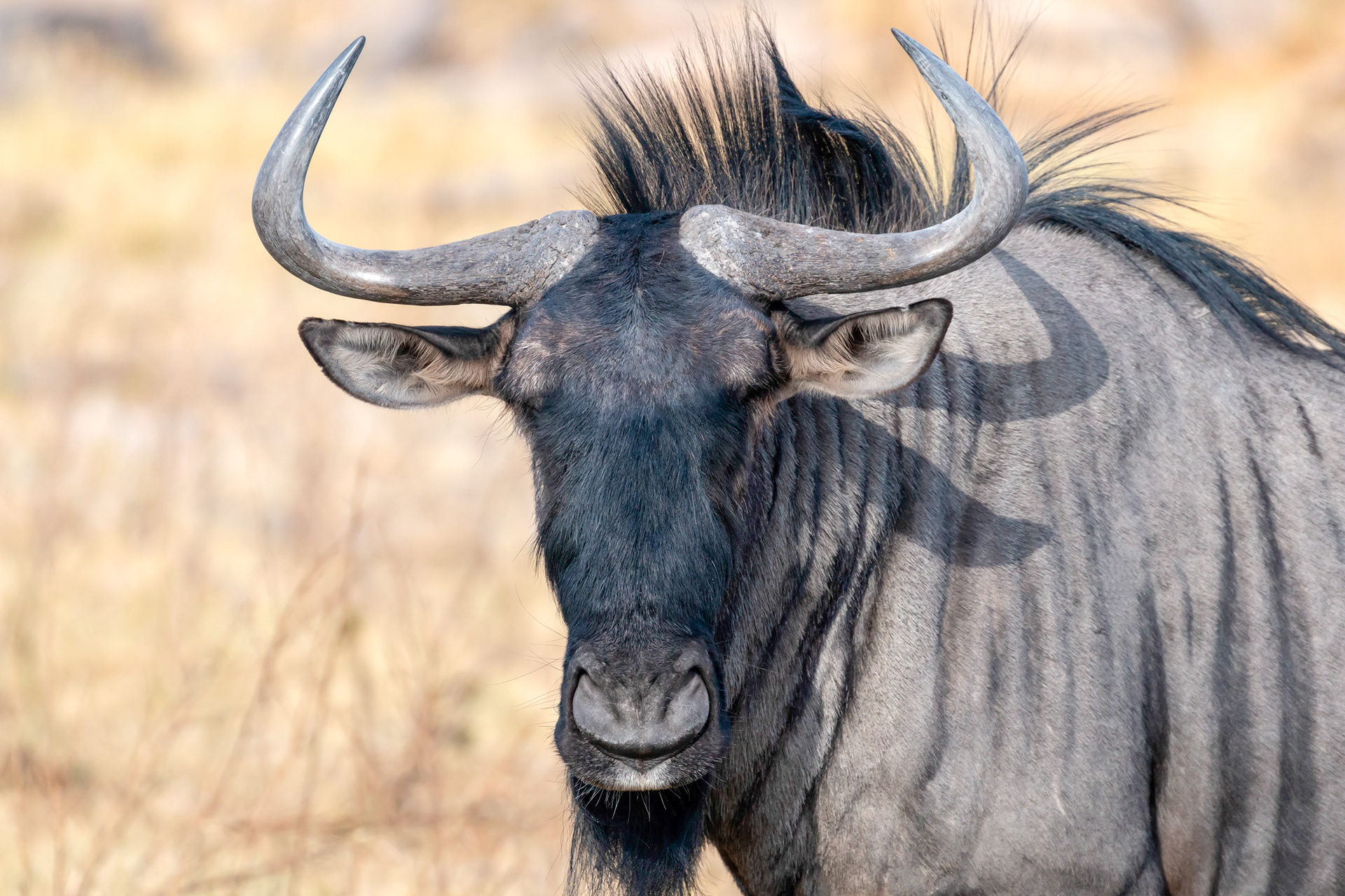 Wildebeest