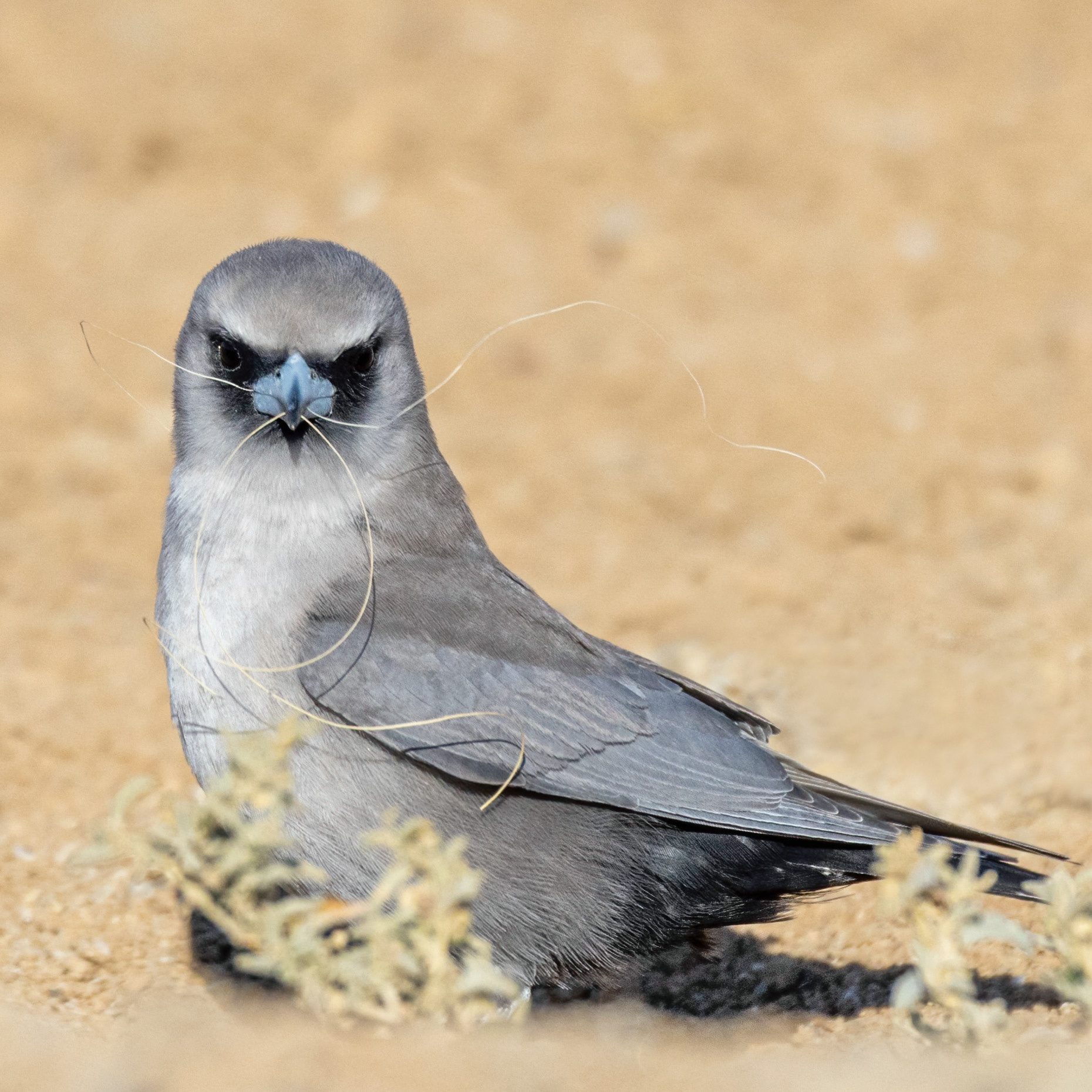 Black-faced Woodswallow