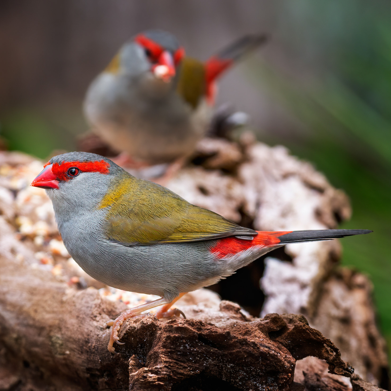 Red-browed Finch