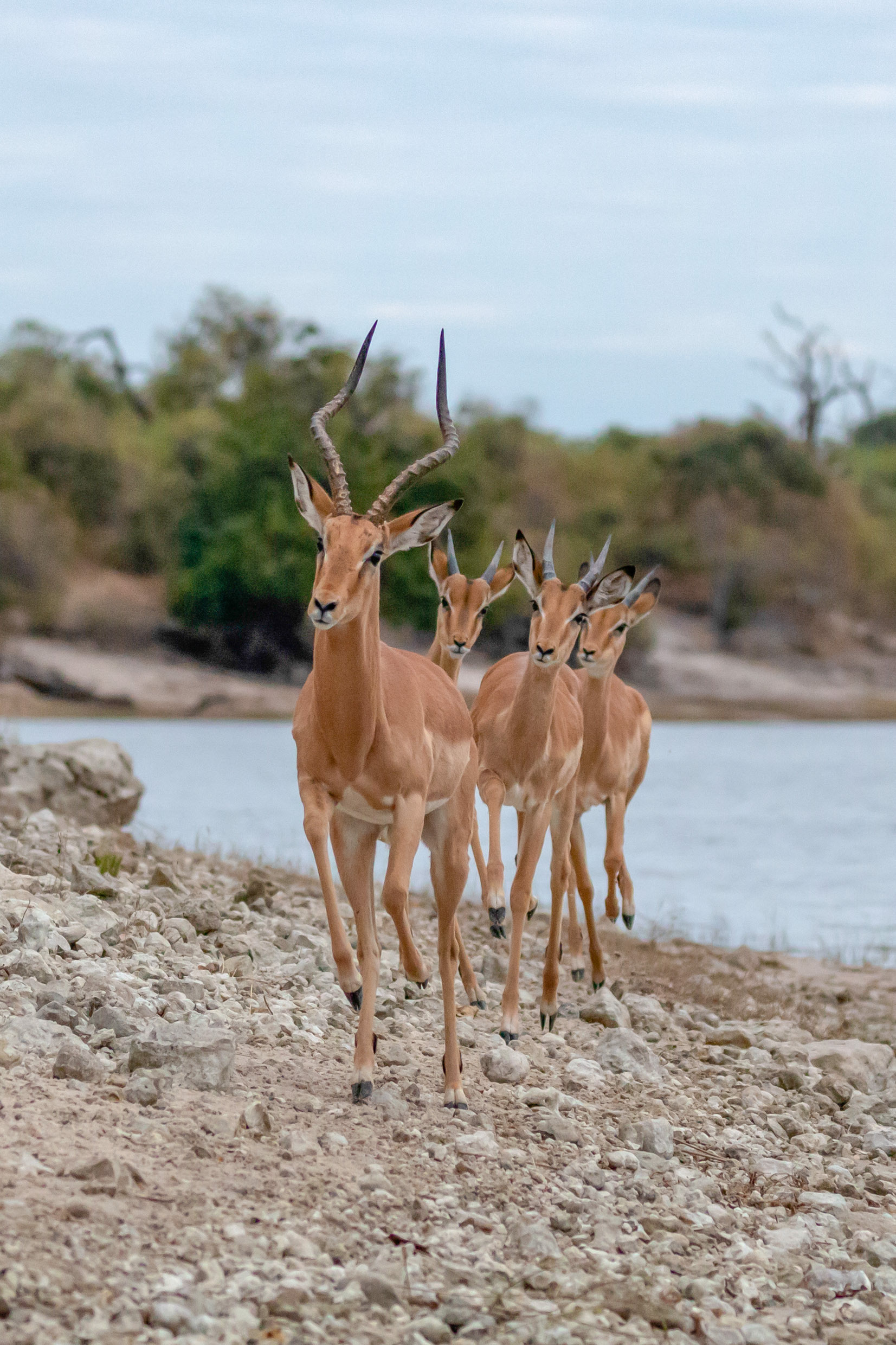 Impala
