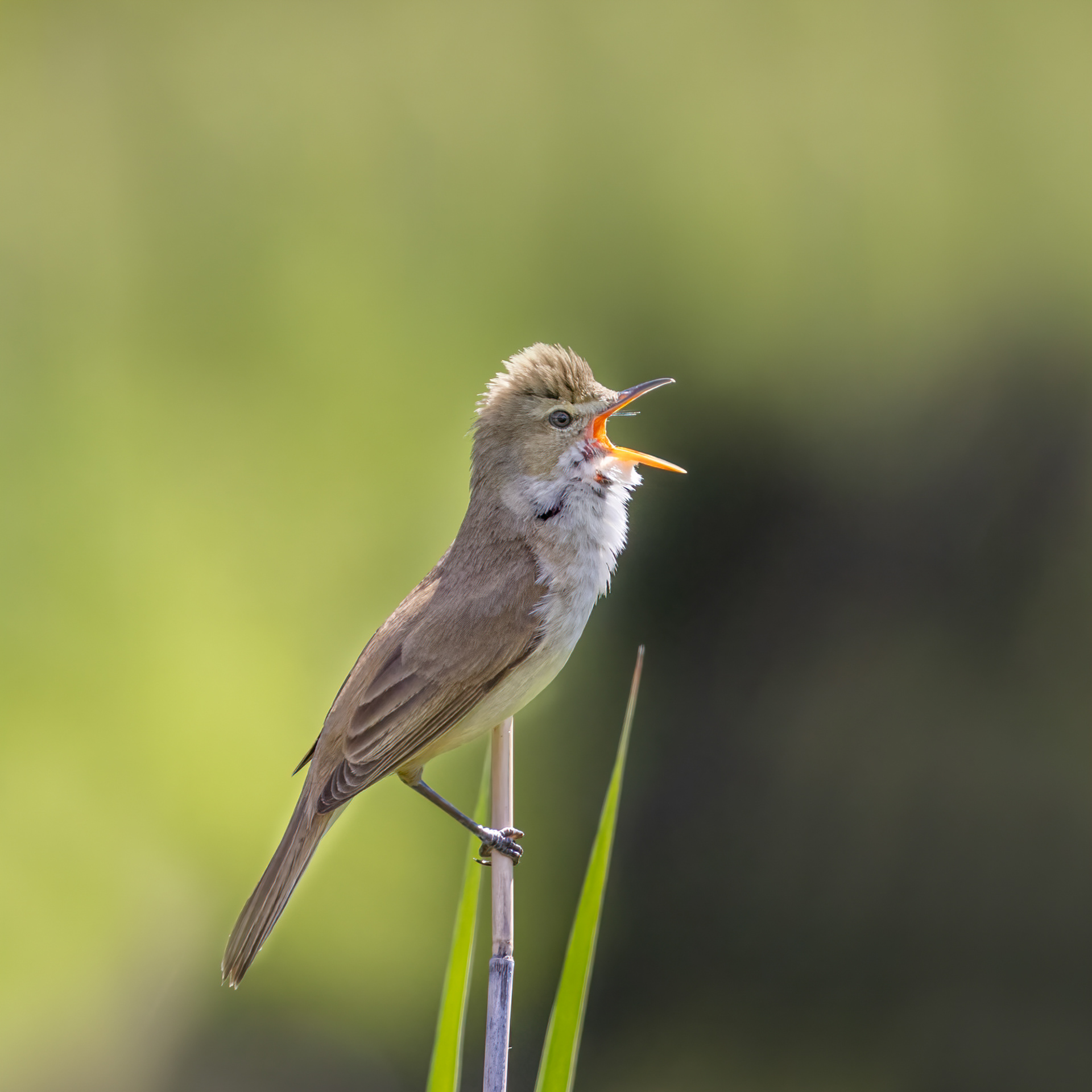 Australian Reed Warbler