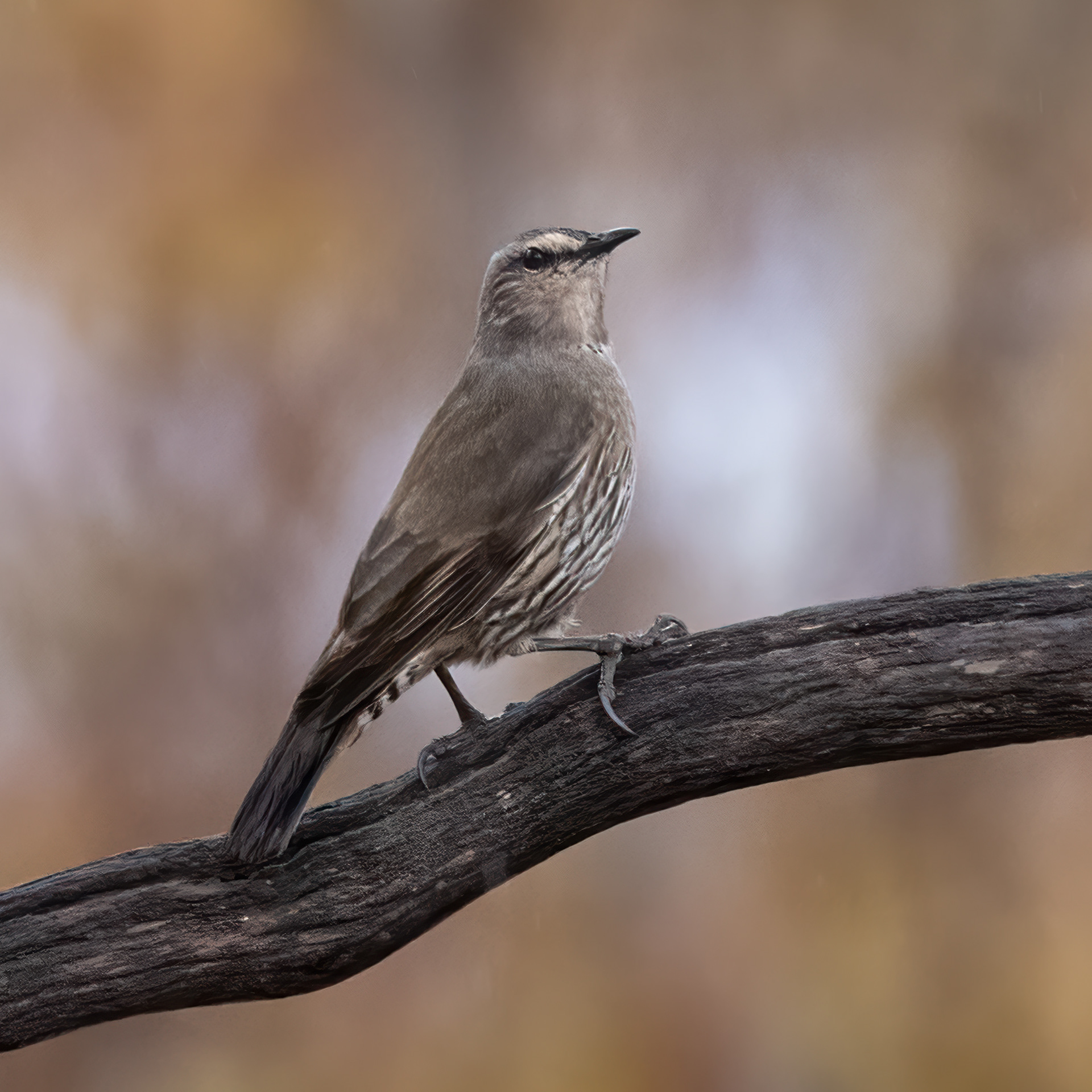 Brown Treecreeper