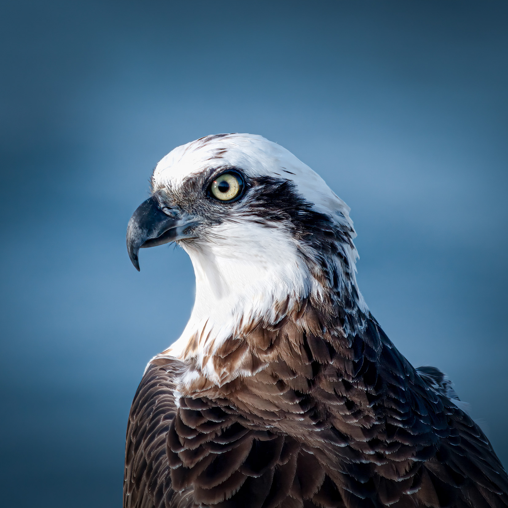 Eastern Osprey