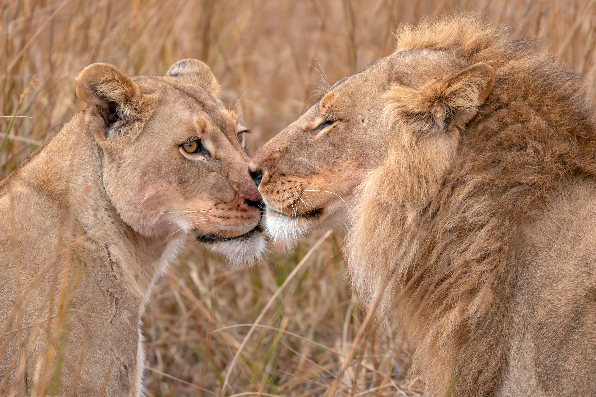 Lions