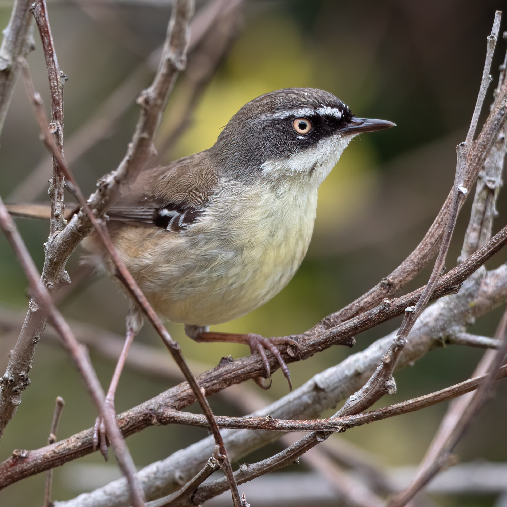 White-browed Scrubwren