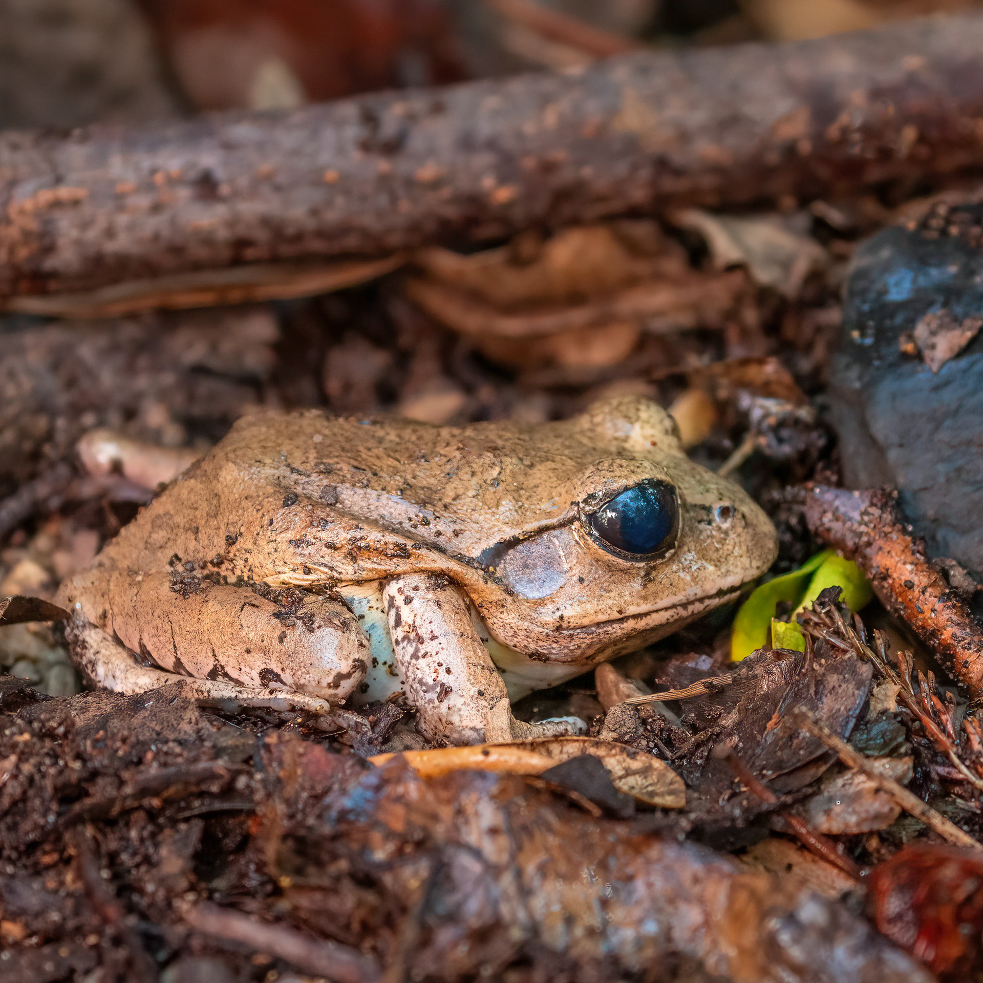 Great Barred Frog