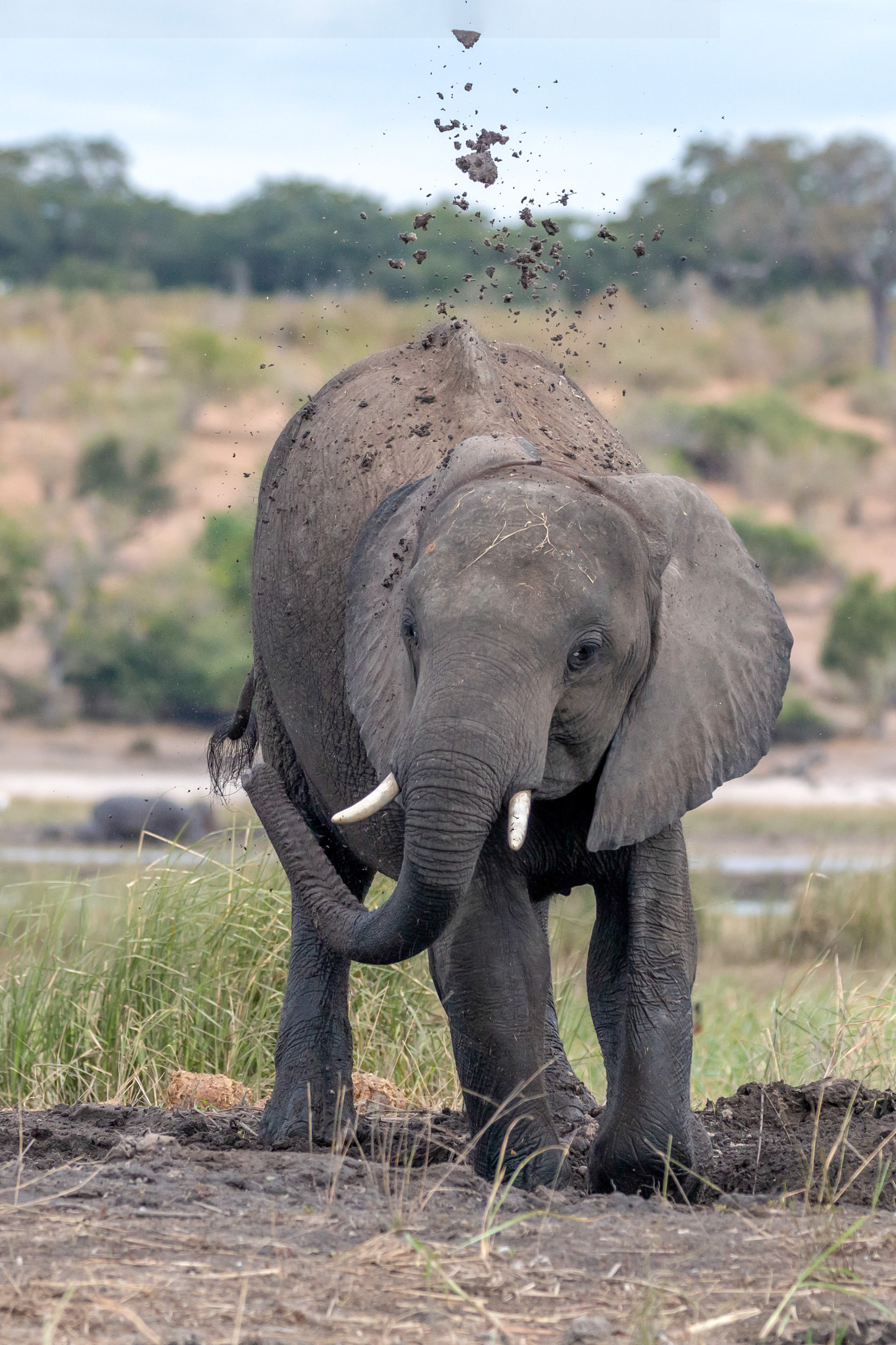 Mud bath on the Chobe River