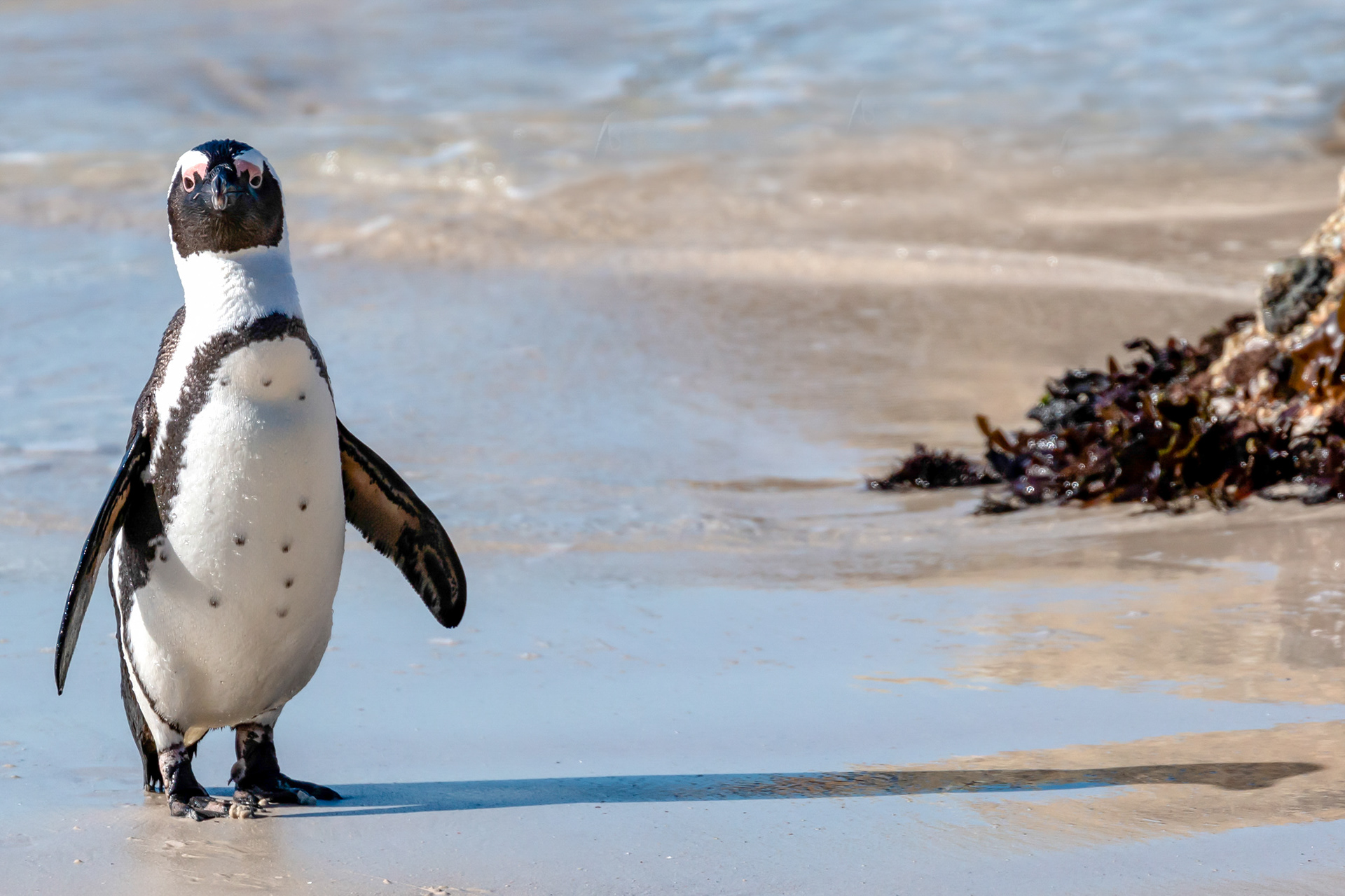 African Penguin