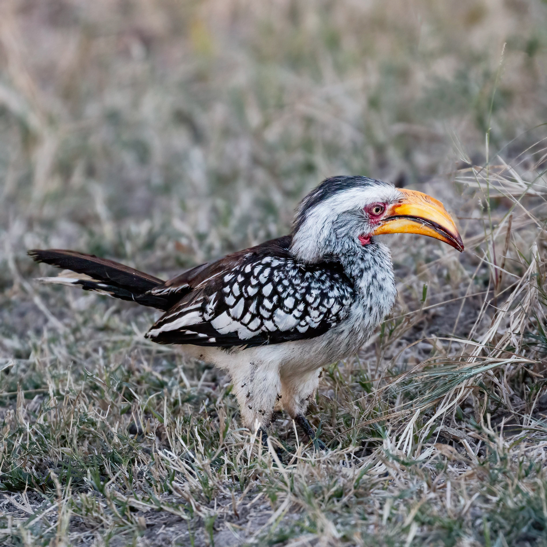 Yellow-billed Hornbill 