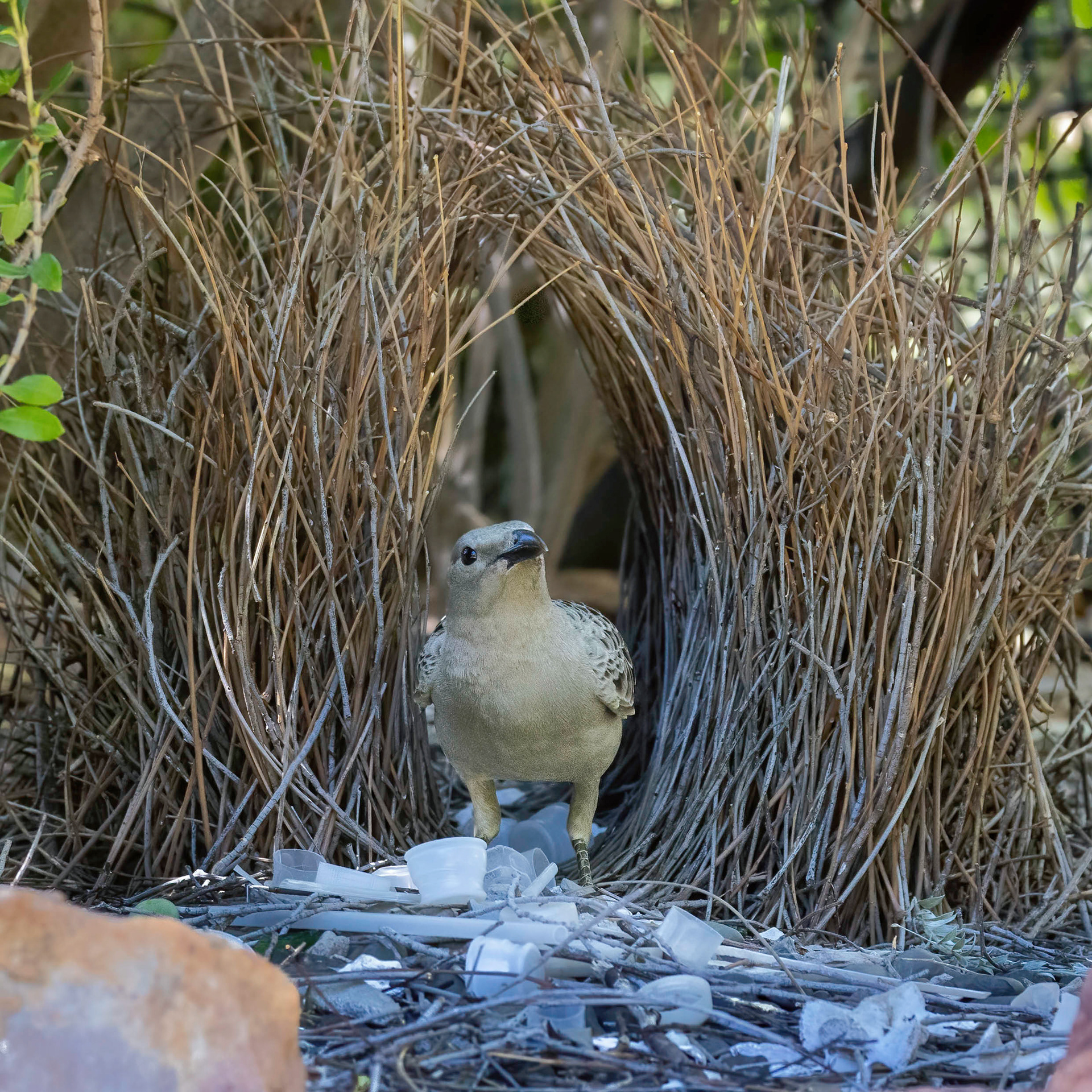 Great Bowerbird