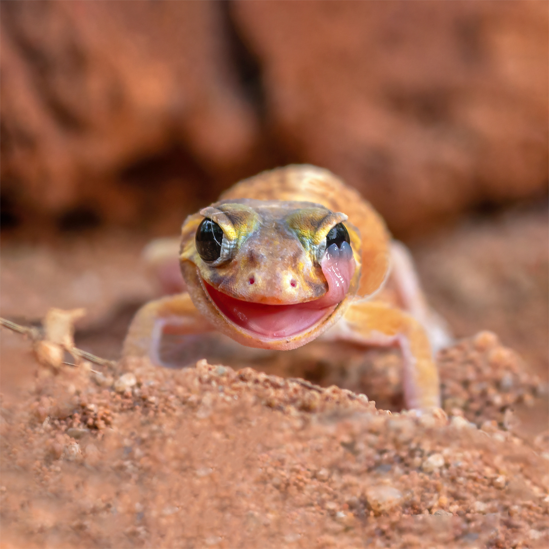 Smooth Knob-tailed Gecko