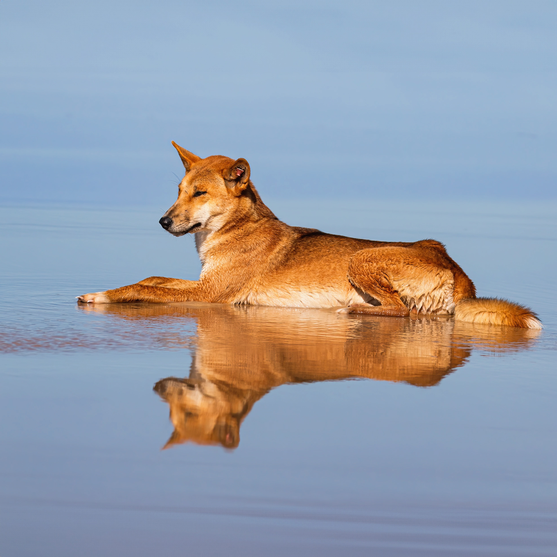 Dingo