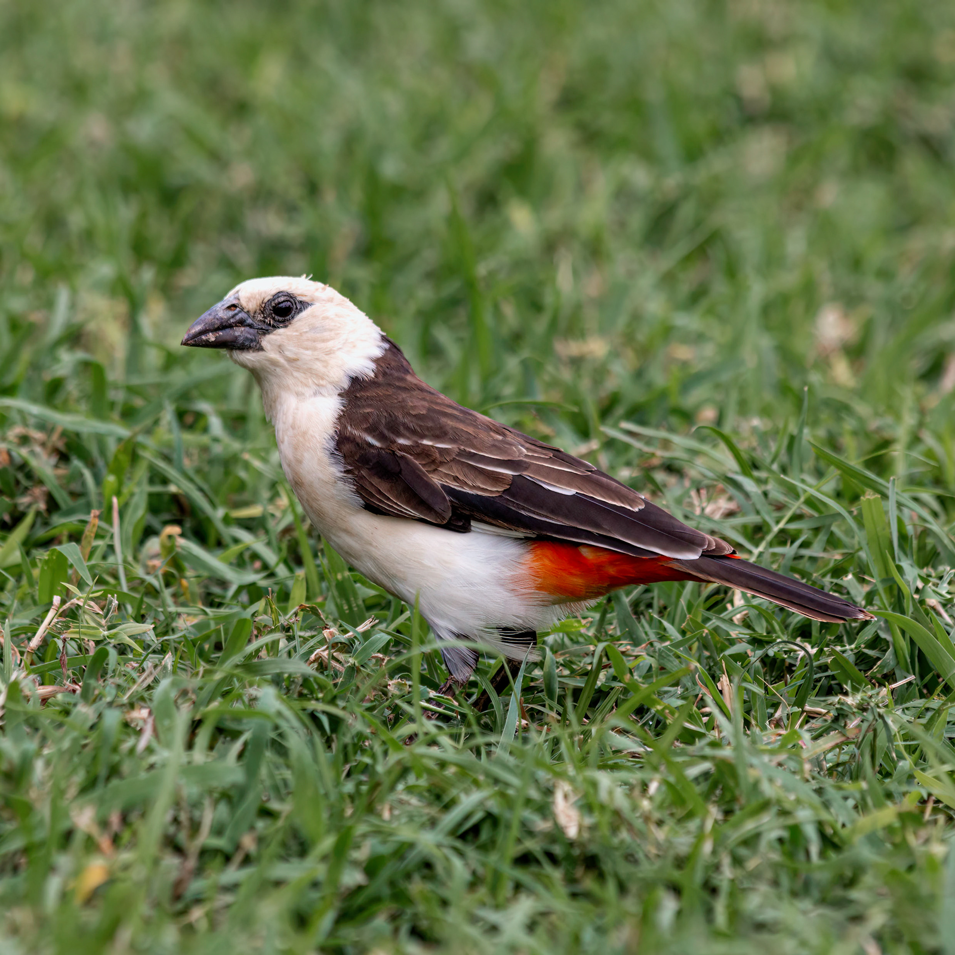 White-headed Buffalo-weaver 