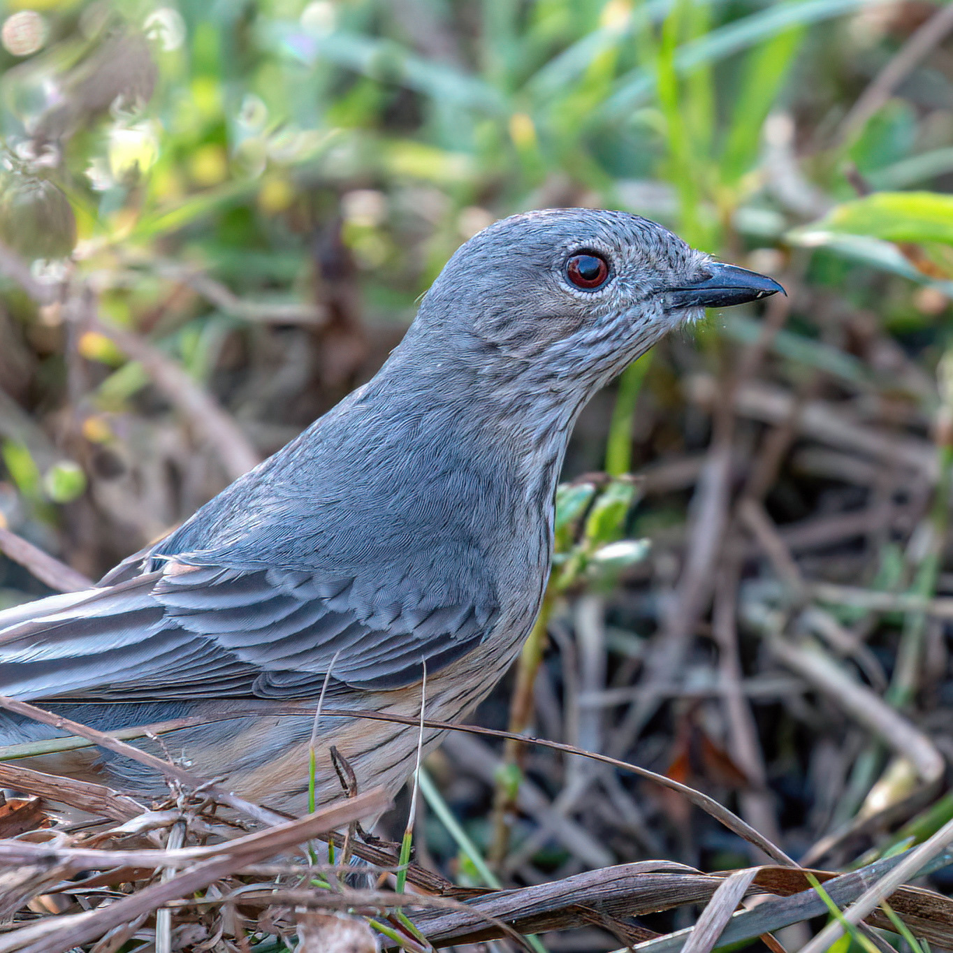 Rufous Whistler (female)