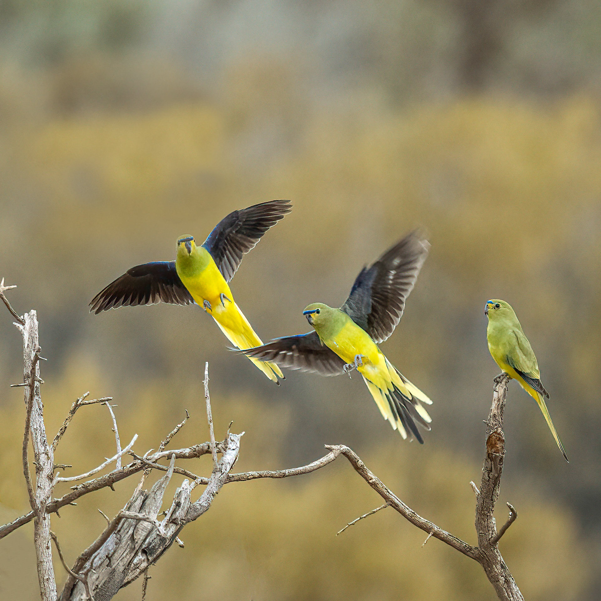 Elegant Parrots