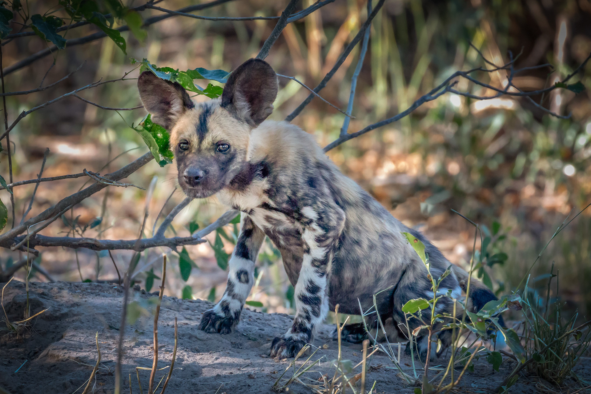 African Wild (Painted) Dog pup