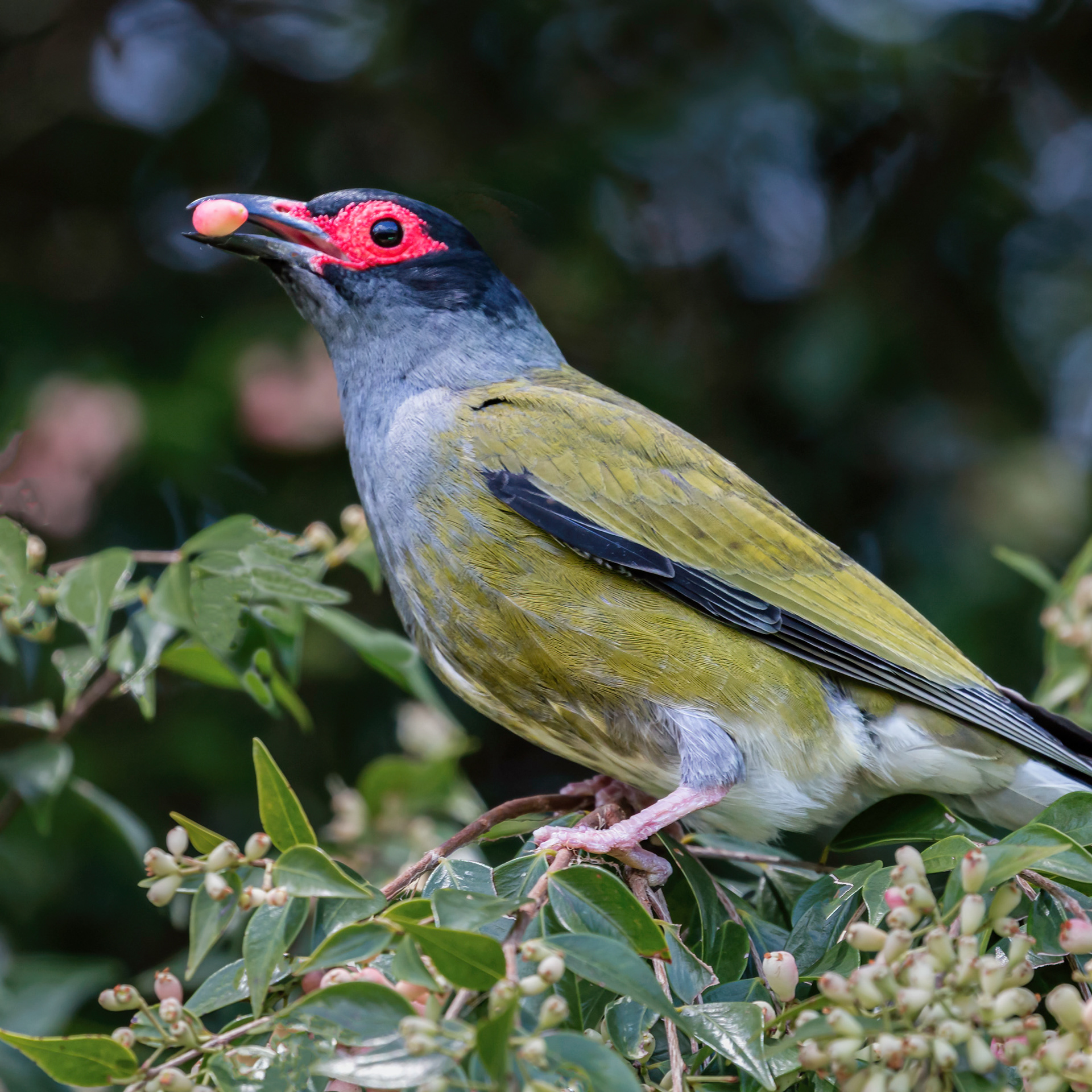 Australasian Figbird