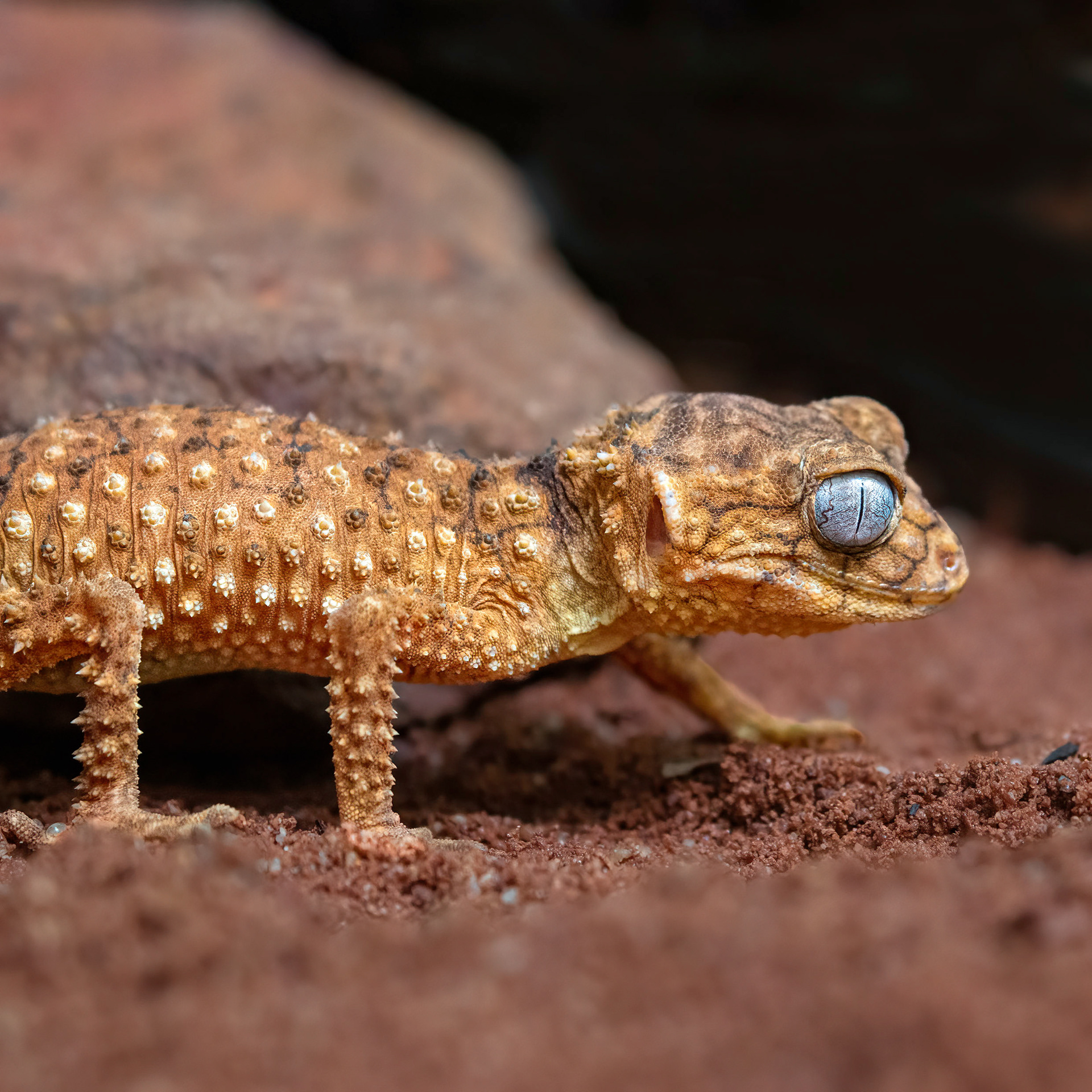 Rough Knob-tailed Gecko