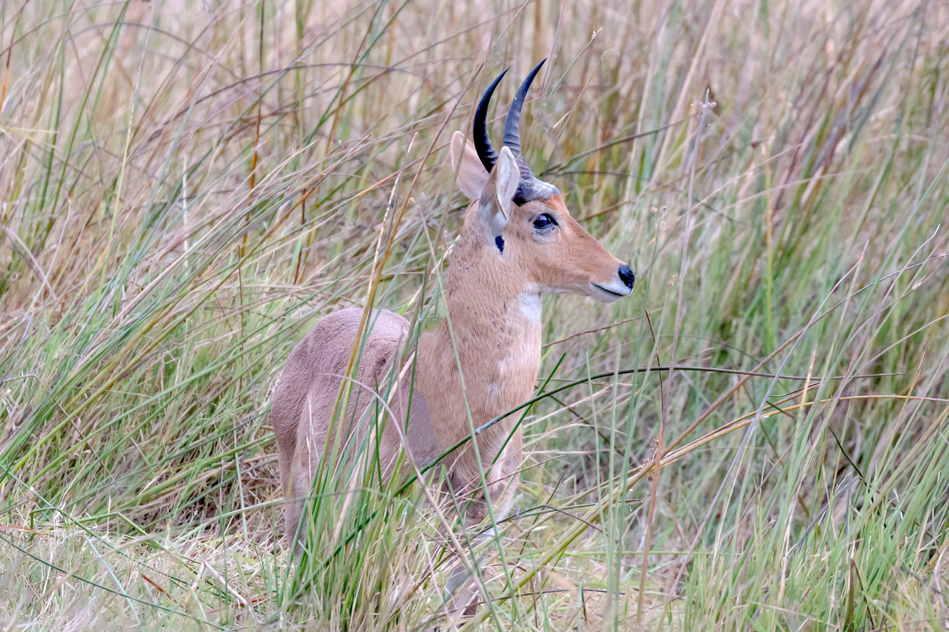 Reedbuck