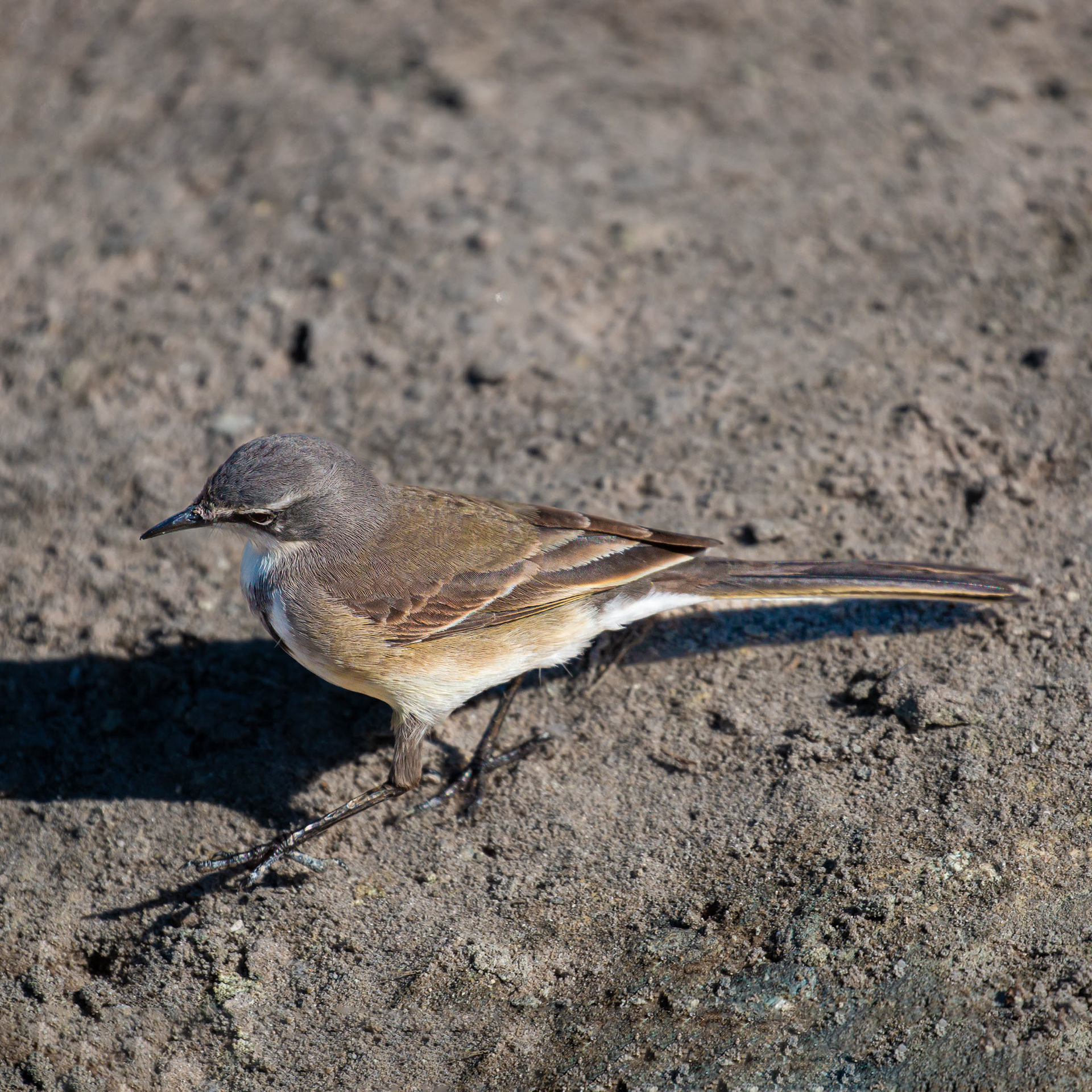 Cape Wagtail