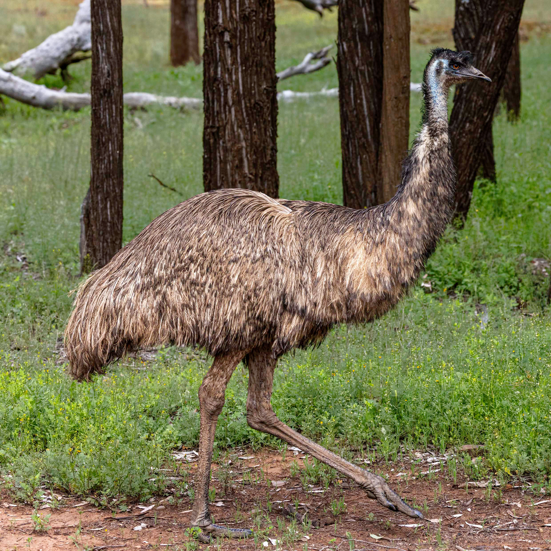 Emu