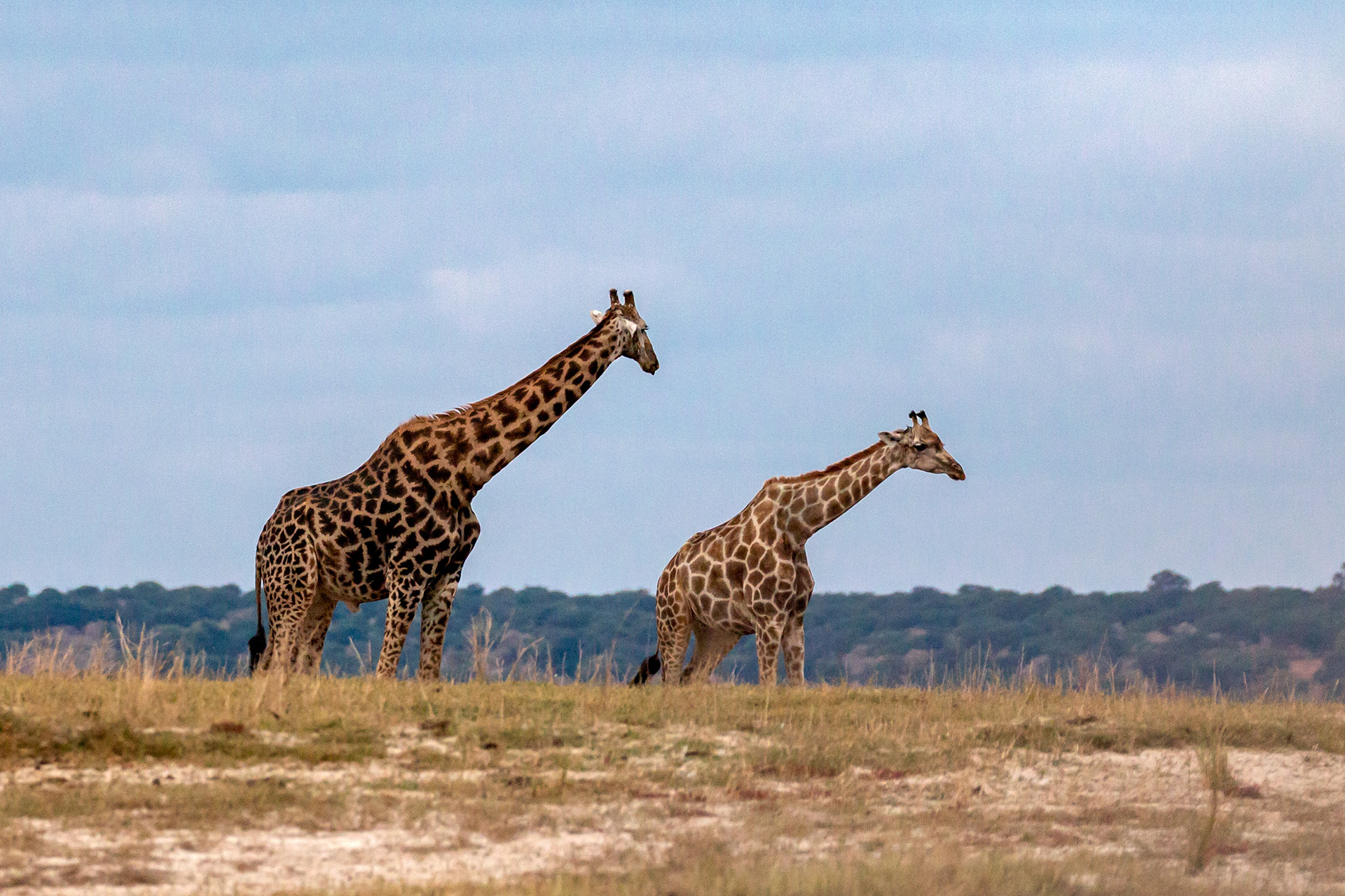Giraffes on the banks of the Chobe River