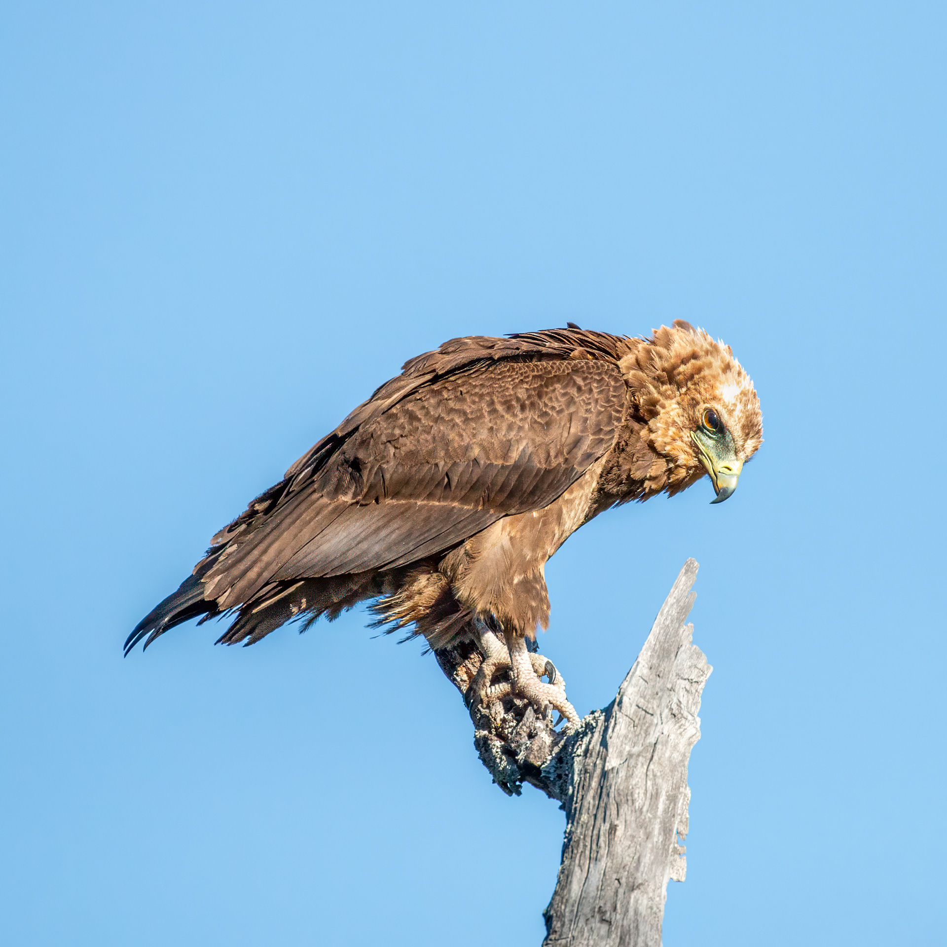 Bateleur - Juvenile 