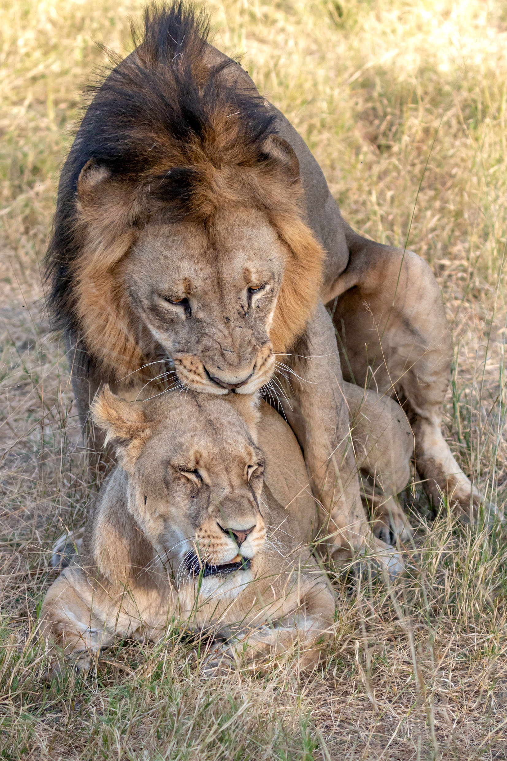 Mating Lions
